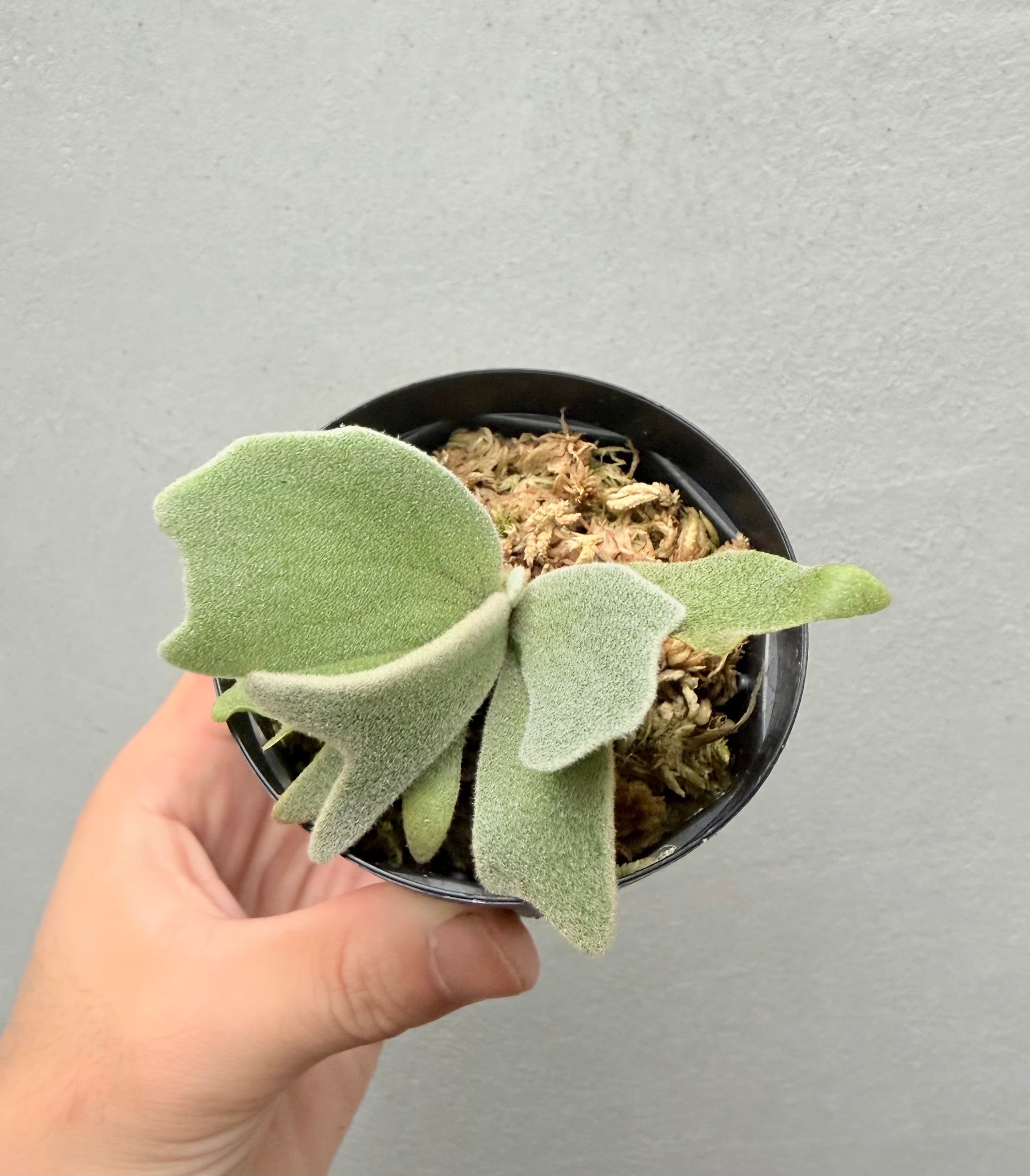 Platycerium_ビカクシダ | vandaka plants