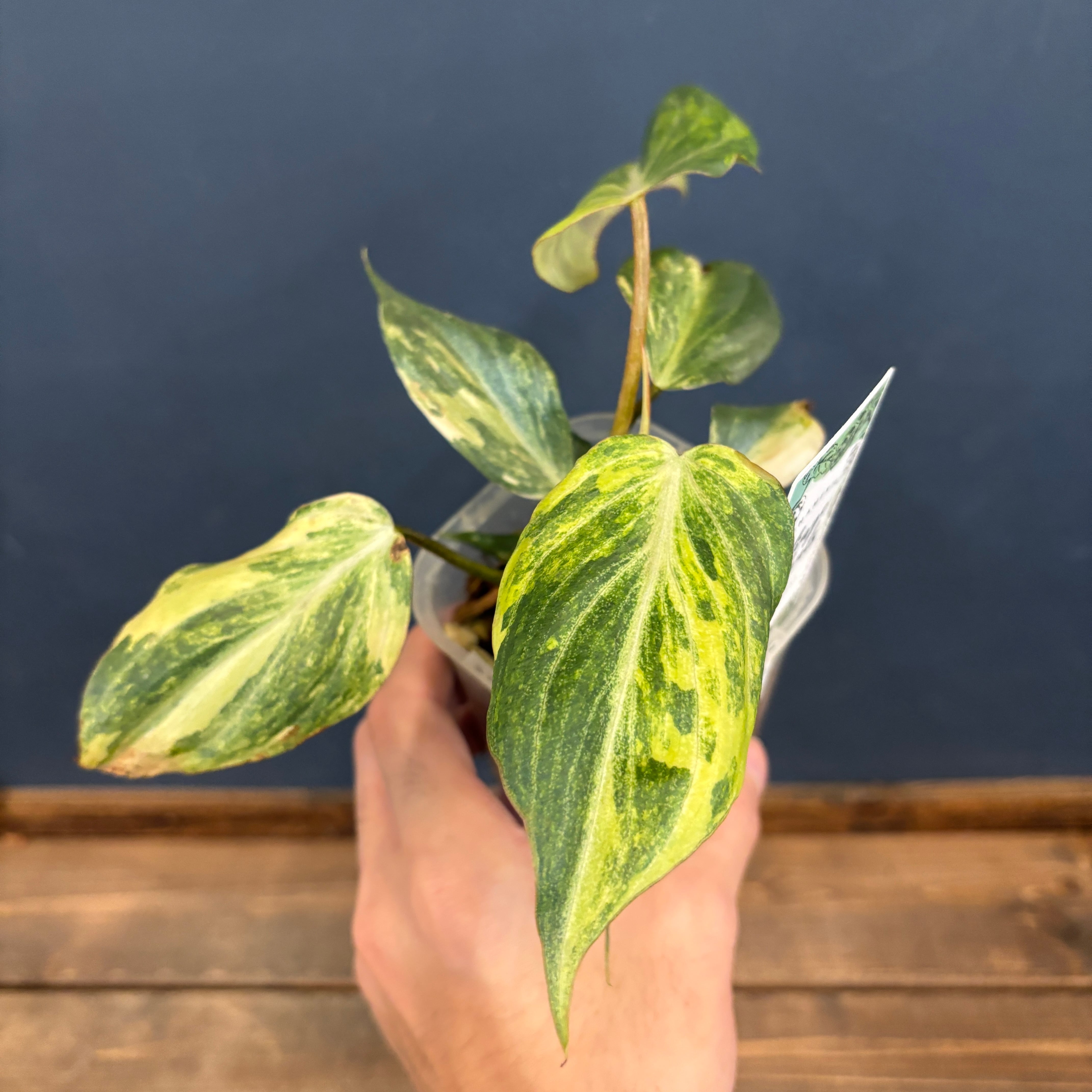 フィロデンドロン グロリオーサム 斑入り【865】 | PROTOLEAF プロトリーフ