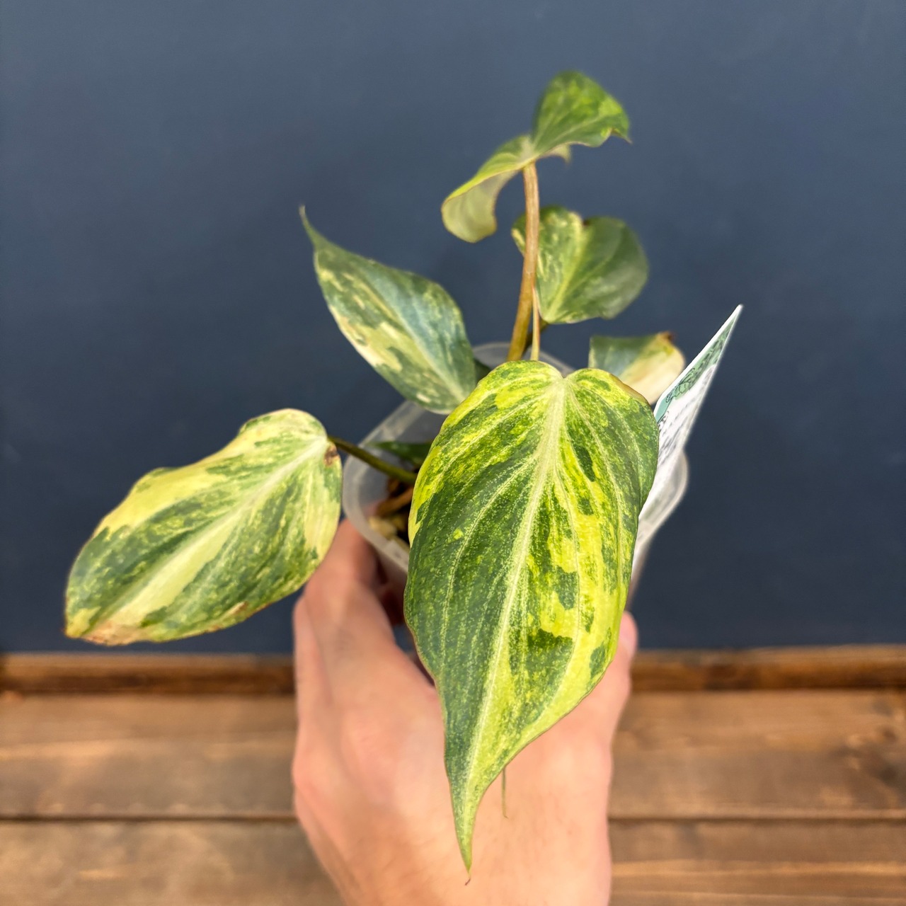 フィロデンドロン　グロリオーサム　斑入り【865】