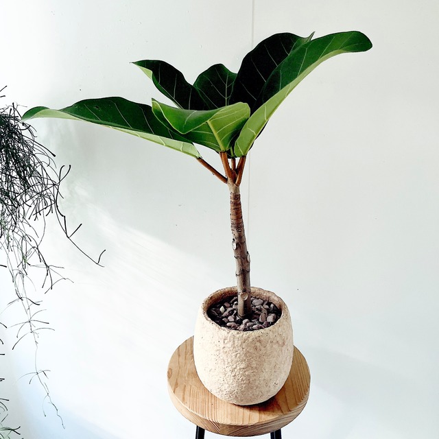 《人気商品》アフリカンプリンス セメント鉢 受皿 希少植物 calm cafe