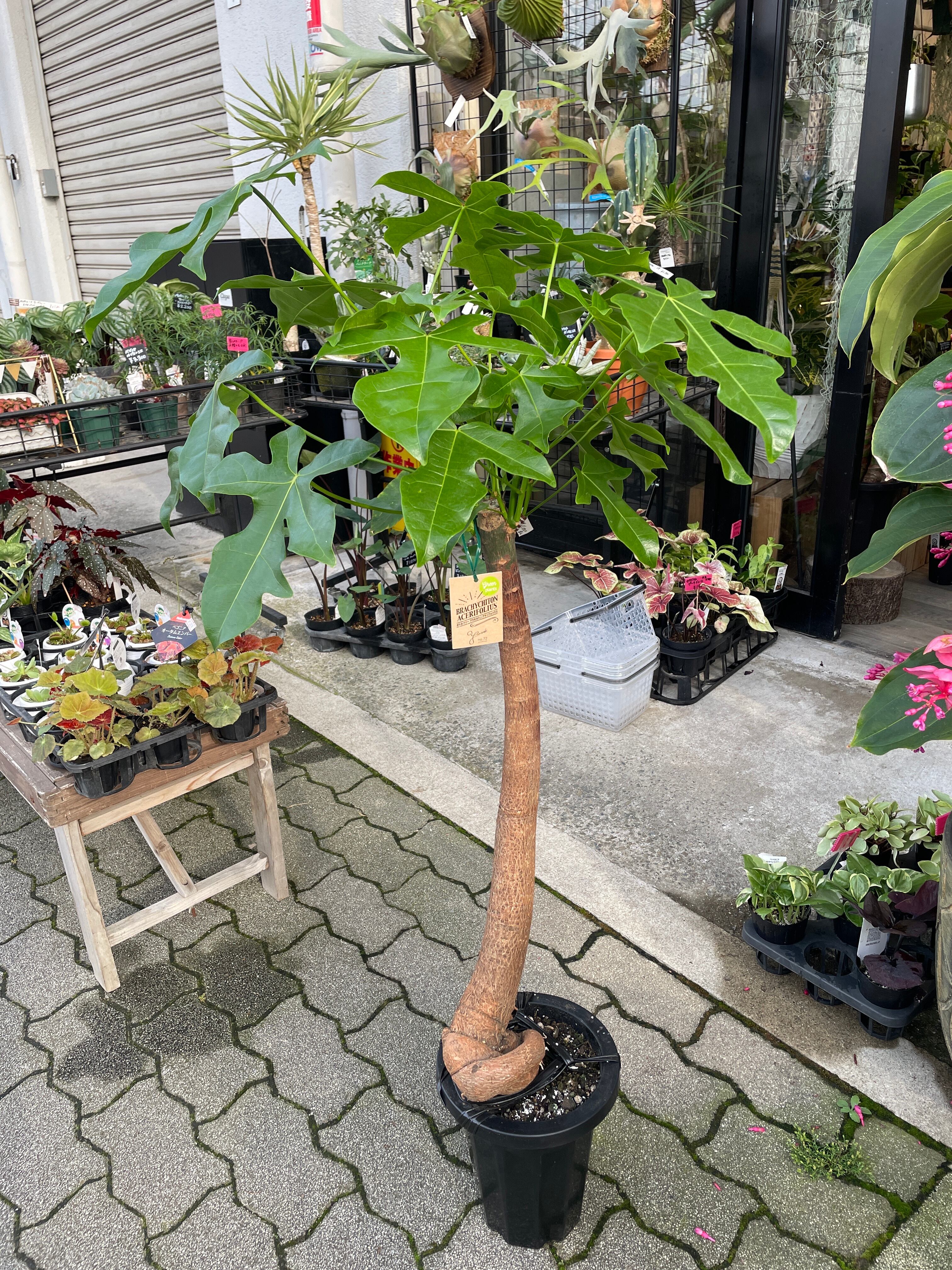 ボトルツリー　ブラキキトン　巨大なため引き取り限定でお願いします ボトルツリー ブラキキトン 巨大なため引き取り限定でお願いし