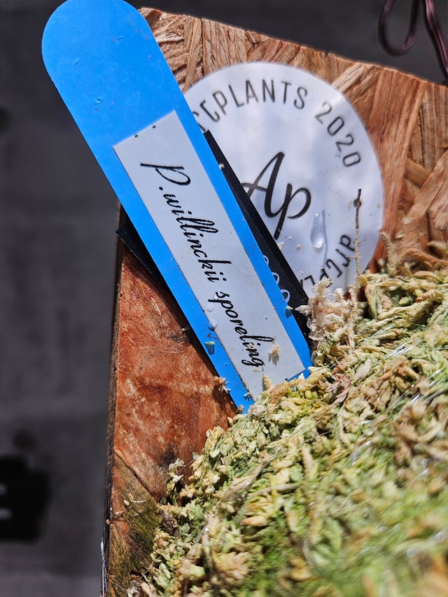 P.willinckii Sporelings (Nook) 【artPLANTs/PLANTS GARAGE】ビカクシダ/Platycerium