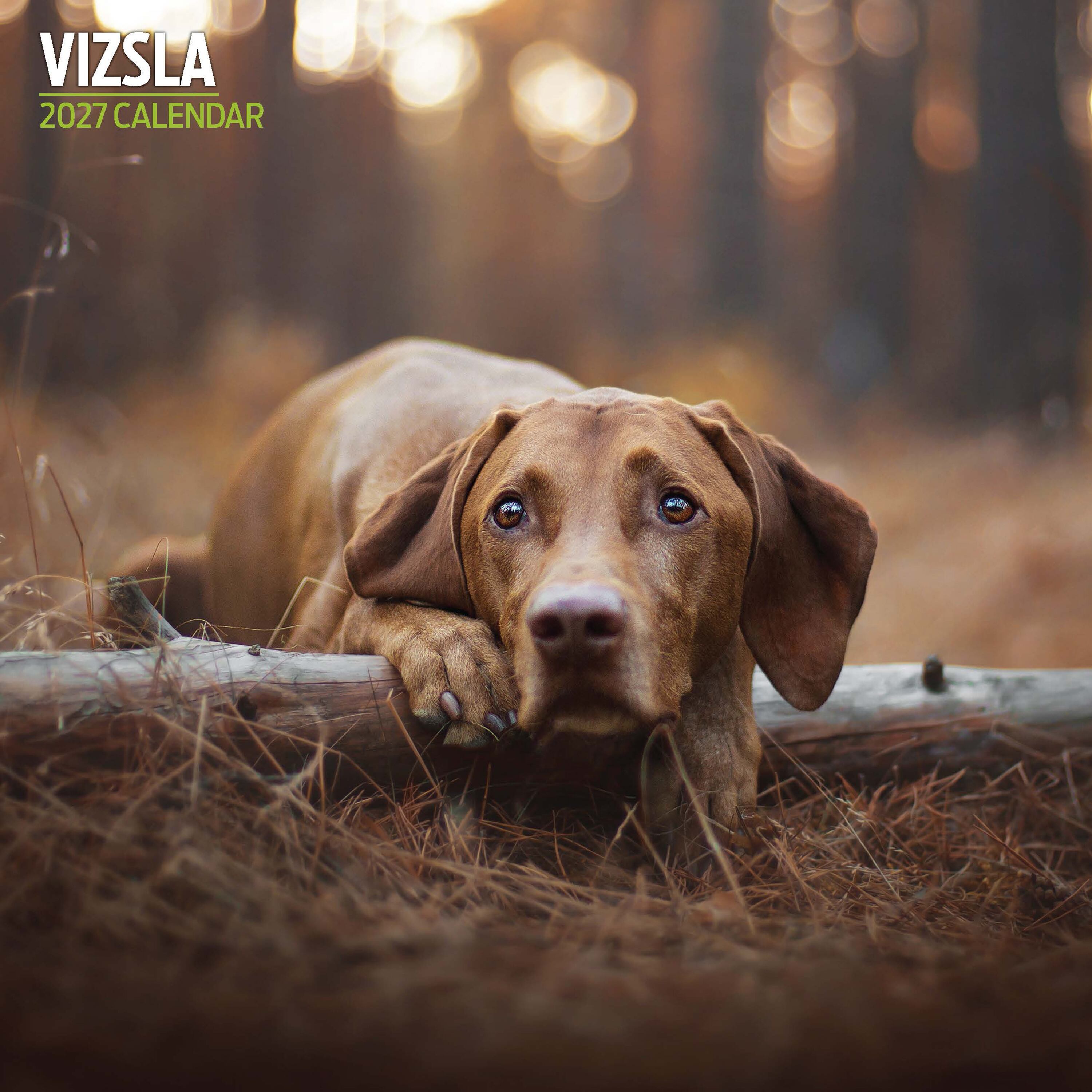 【2027年版】英国製犬種カレンダー【ビズラ】Traditional 2027年版