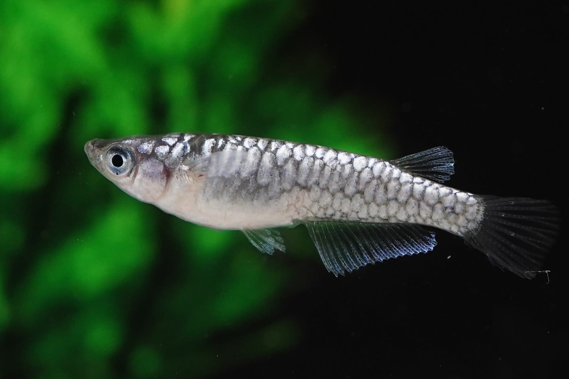 【1ペア】　龍鱗　　　無限めだか様直系　