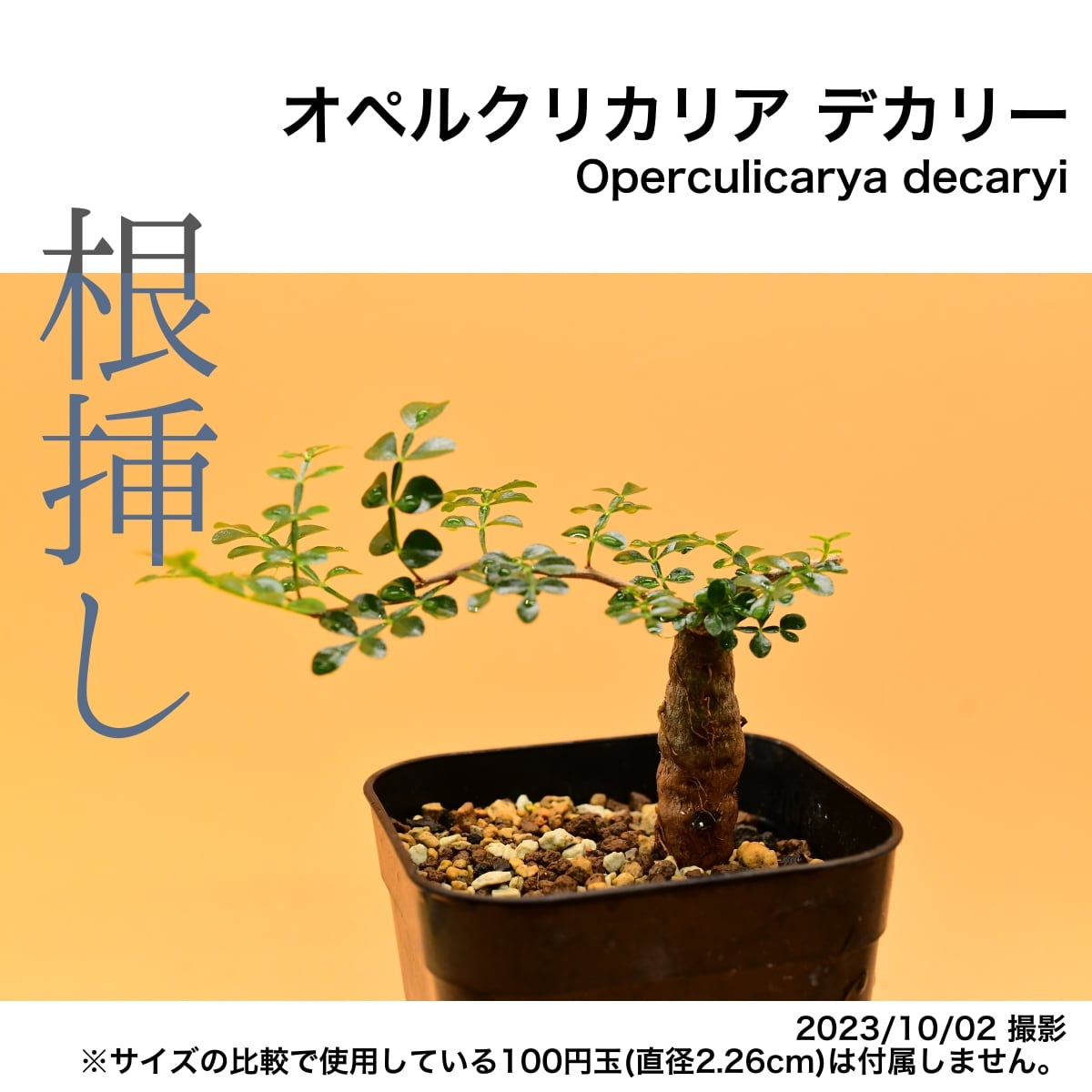 オペルクリカリア デカリー パワータンク根挿し 極上枝振り③ - 植物