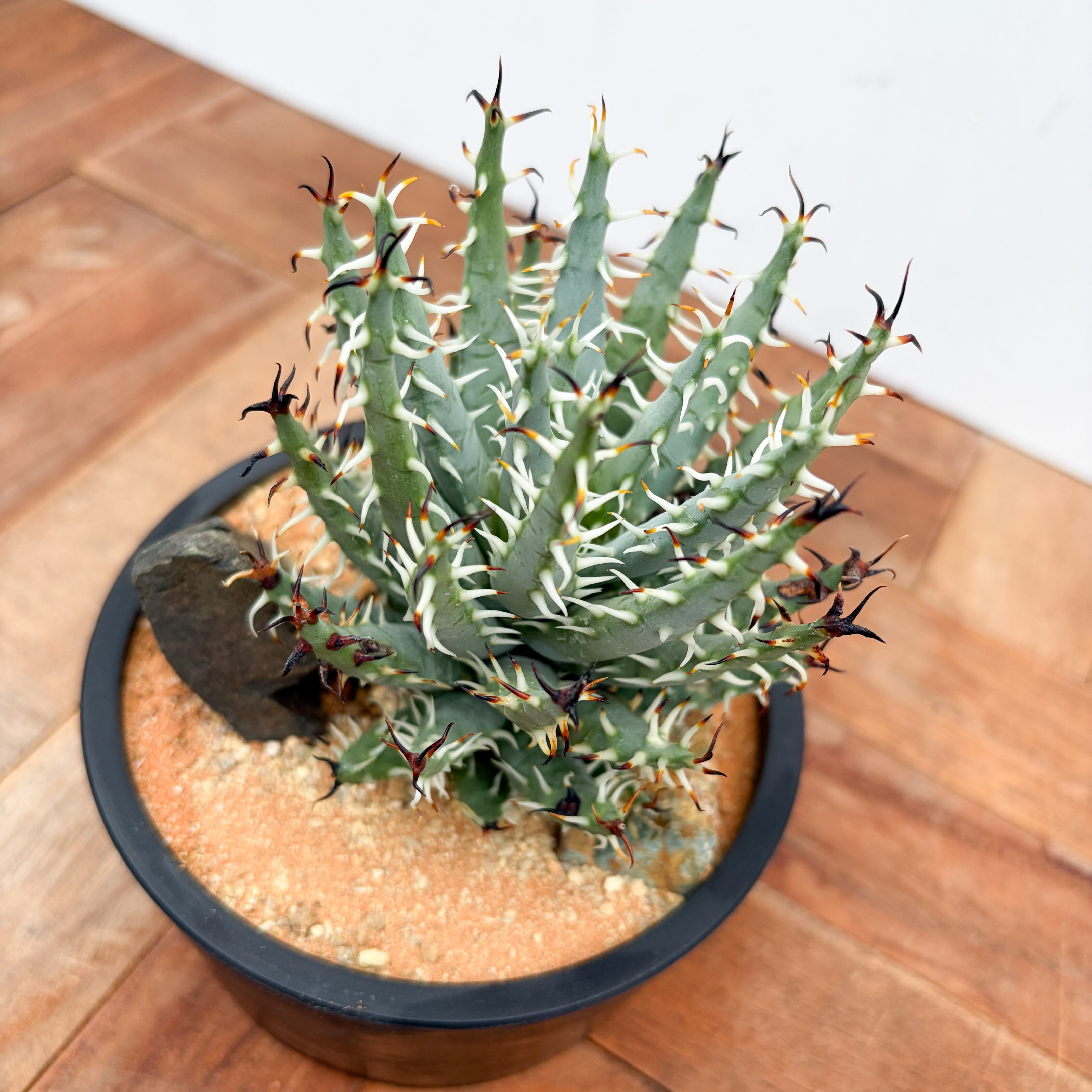 Aloe erinacea【アロエ・エリナケア】 | RIMO'S GREEN 【Saboten