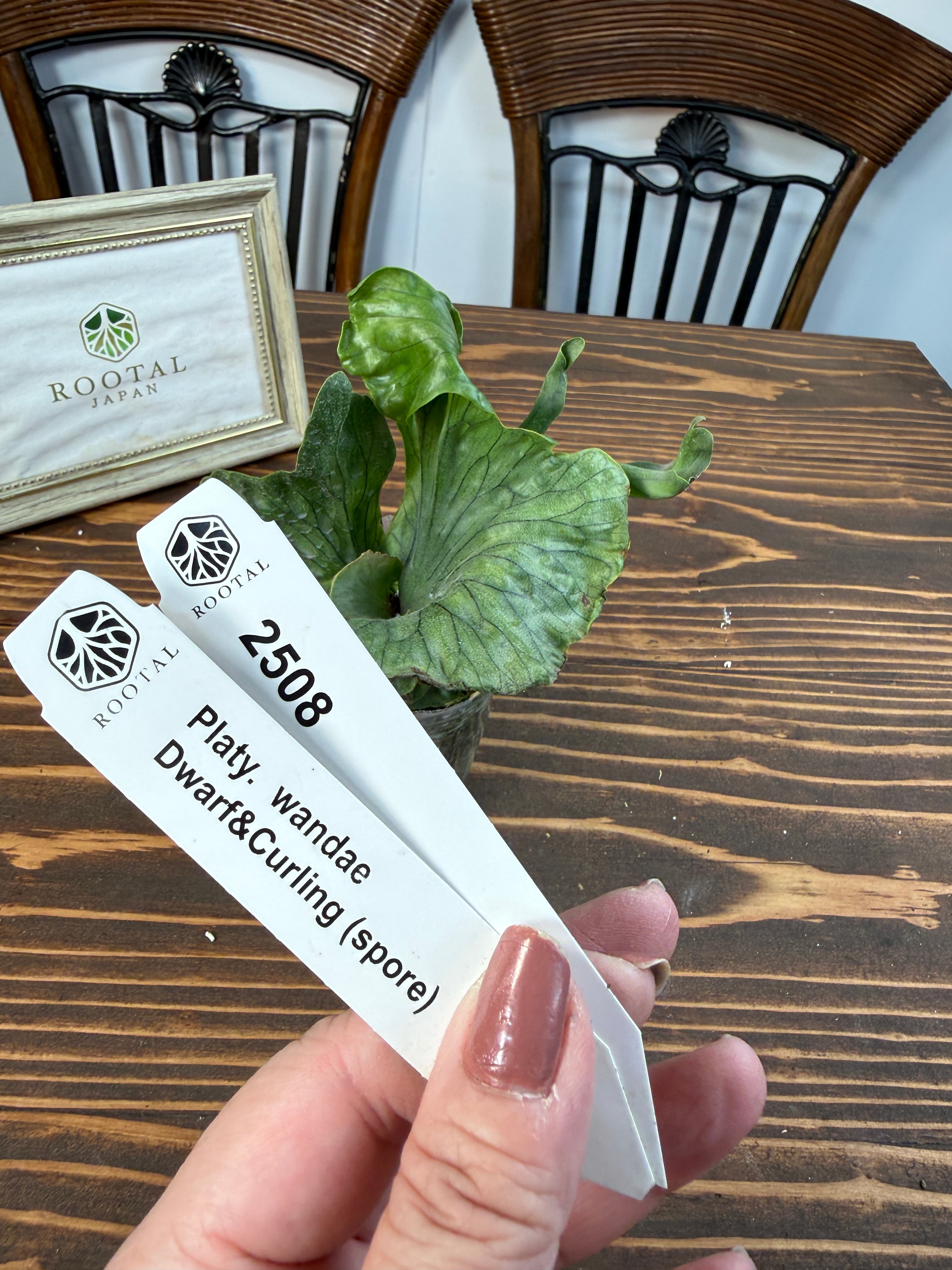 ★2508【くるりと舞うワンダエ】ビカクシダ ワンダエドワーフ&カーリングspore(2.5号ポット)