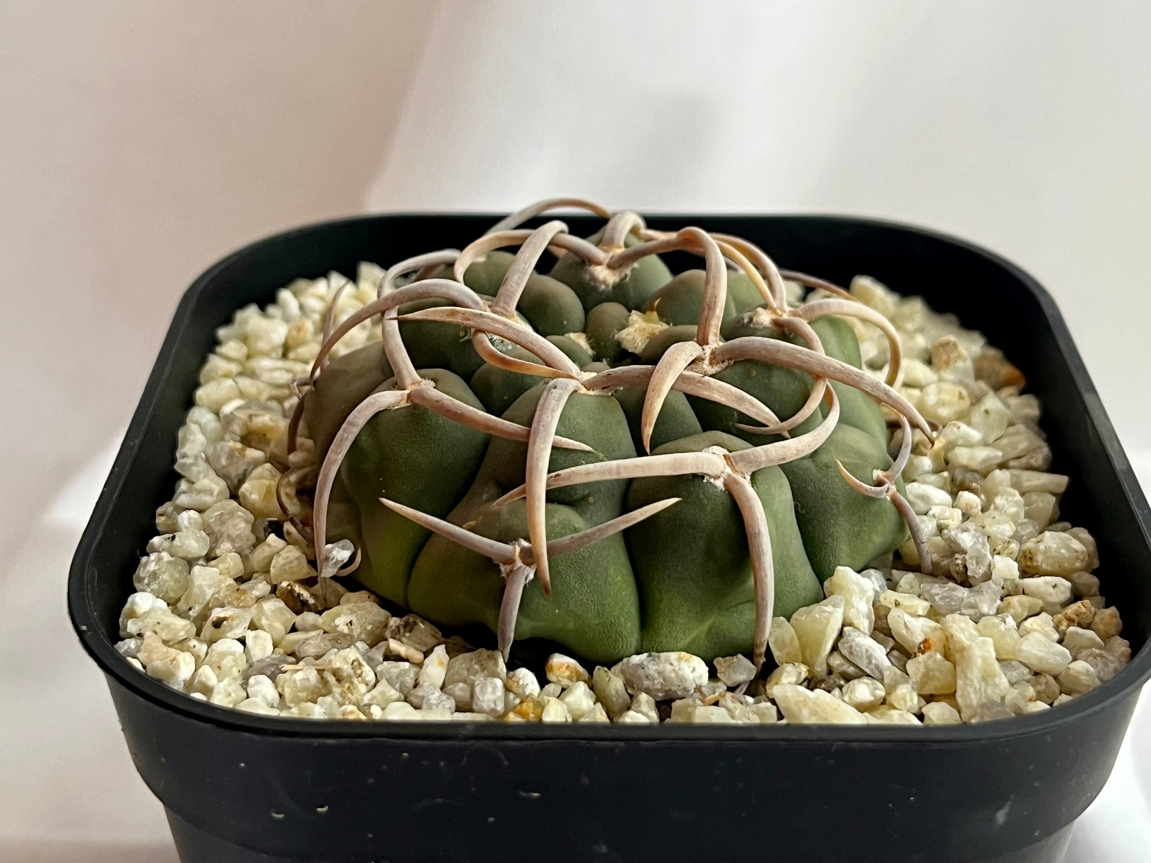 みわちゃん　カクタス　スケルトン　パーチ　細めNo.118特大No.208 ご注文品 | plants MARU ー 多肉植物・サボテン・園芸グッズのお