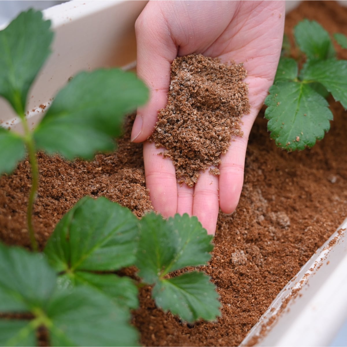 sustainable compost 発酵堆肥 家庭用800ml | えん オンラインストア