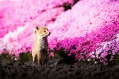 【KOKO Photo artwork】Admiring flowers with you／キミと花を愛でる