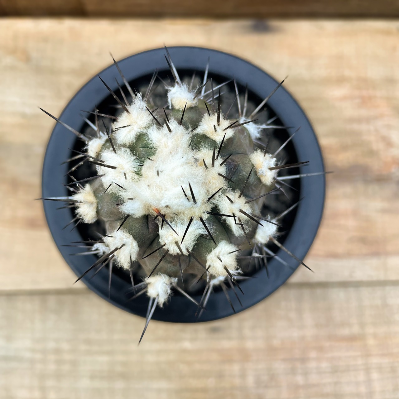 Copiapoa alticostata【コピアポア・アルチコスタータ・実生】
