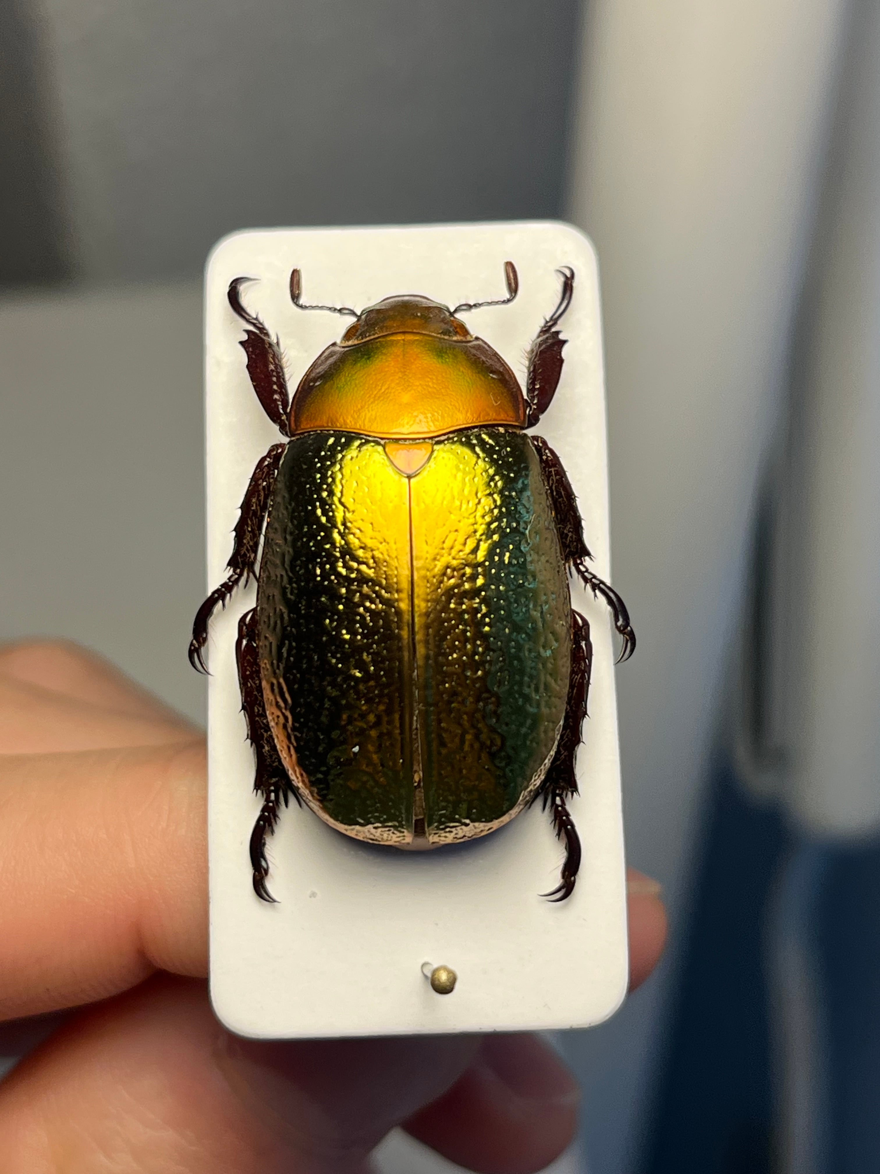 最新作】ボウカルディプラチナコガネ Chrysina boucardi GOLDform 頭が