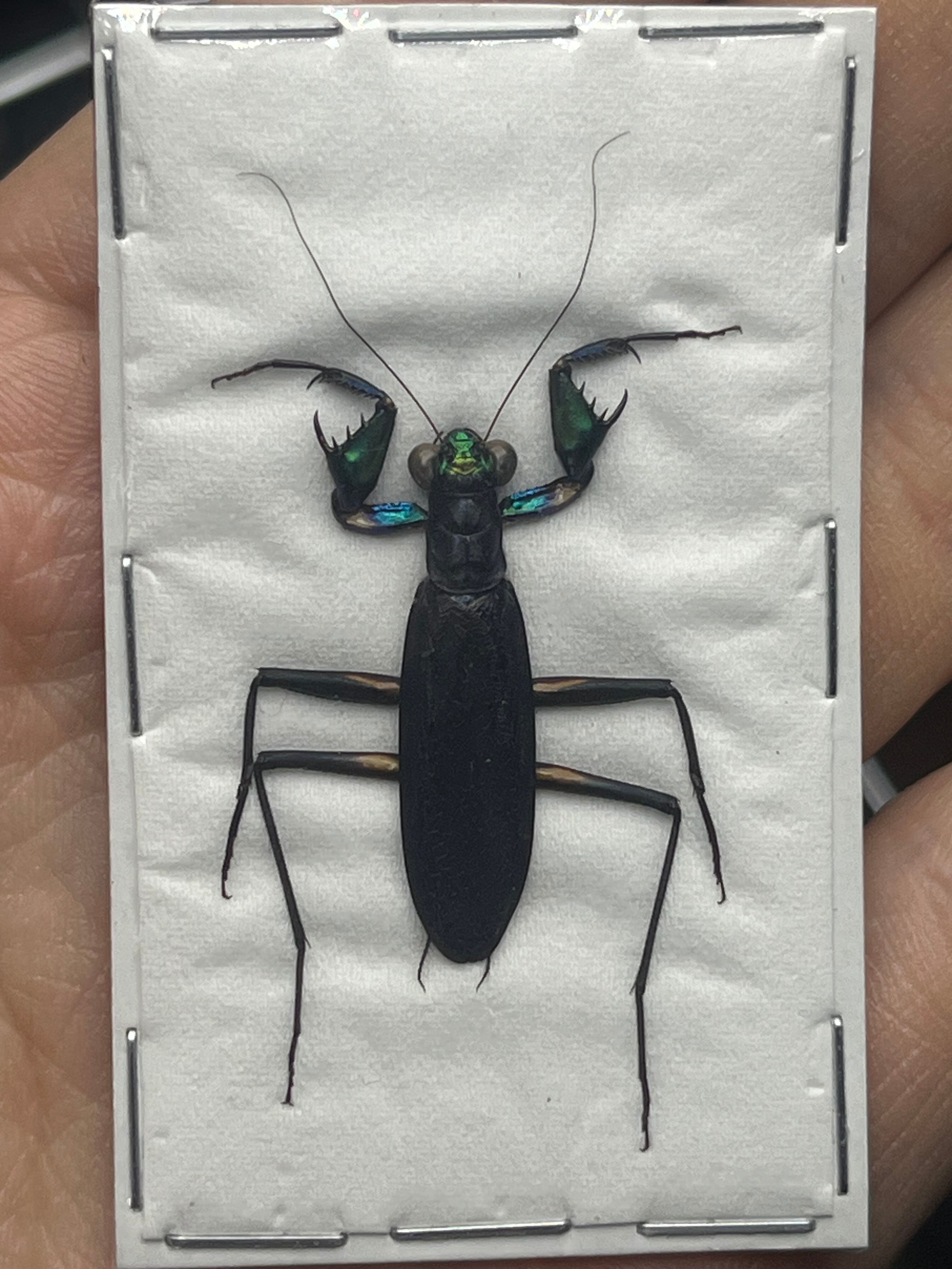 完品標本】ケンランカマキリ スパイダーマンティスレッドローチ