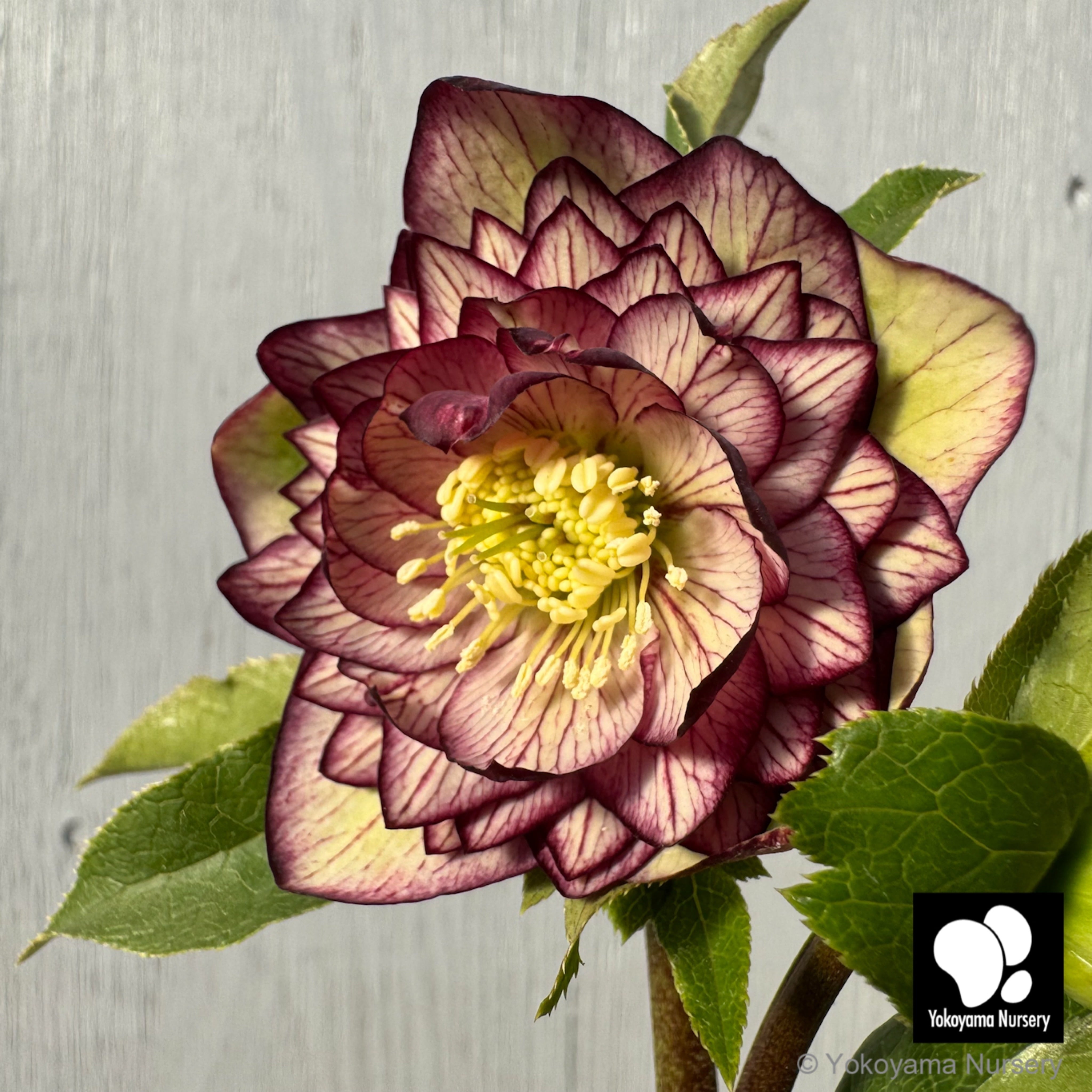 も*も様 ⭐️超希少⭐️極上⭐️3349⭐️ヨシノ⭐️横山園芸 超希少