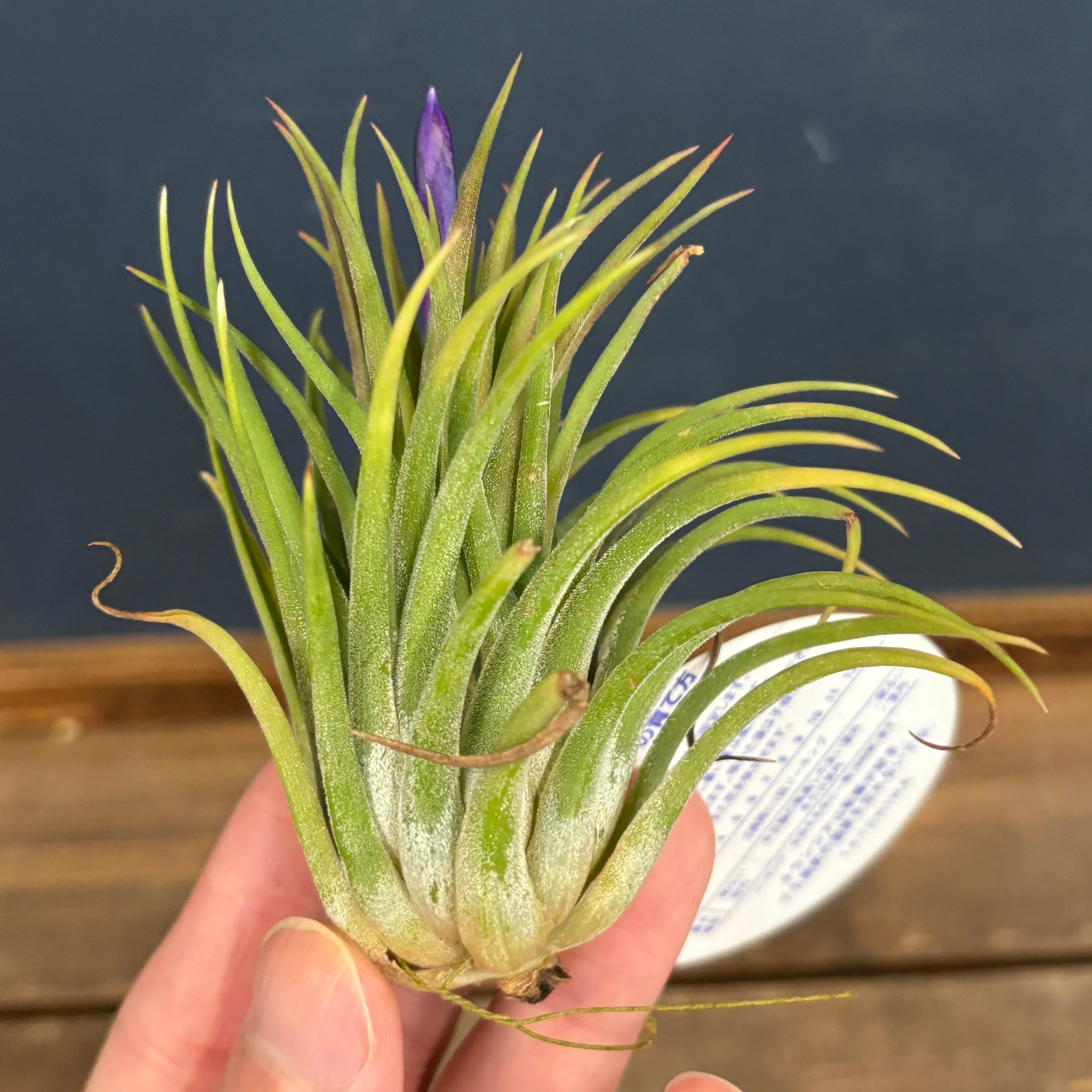 チランジア イオナンタ ルブラ【921】