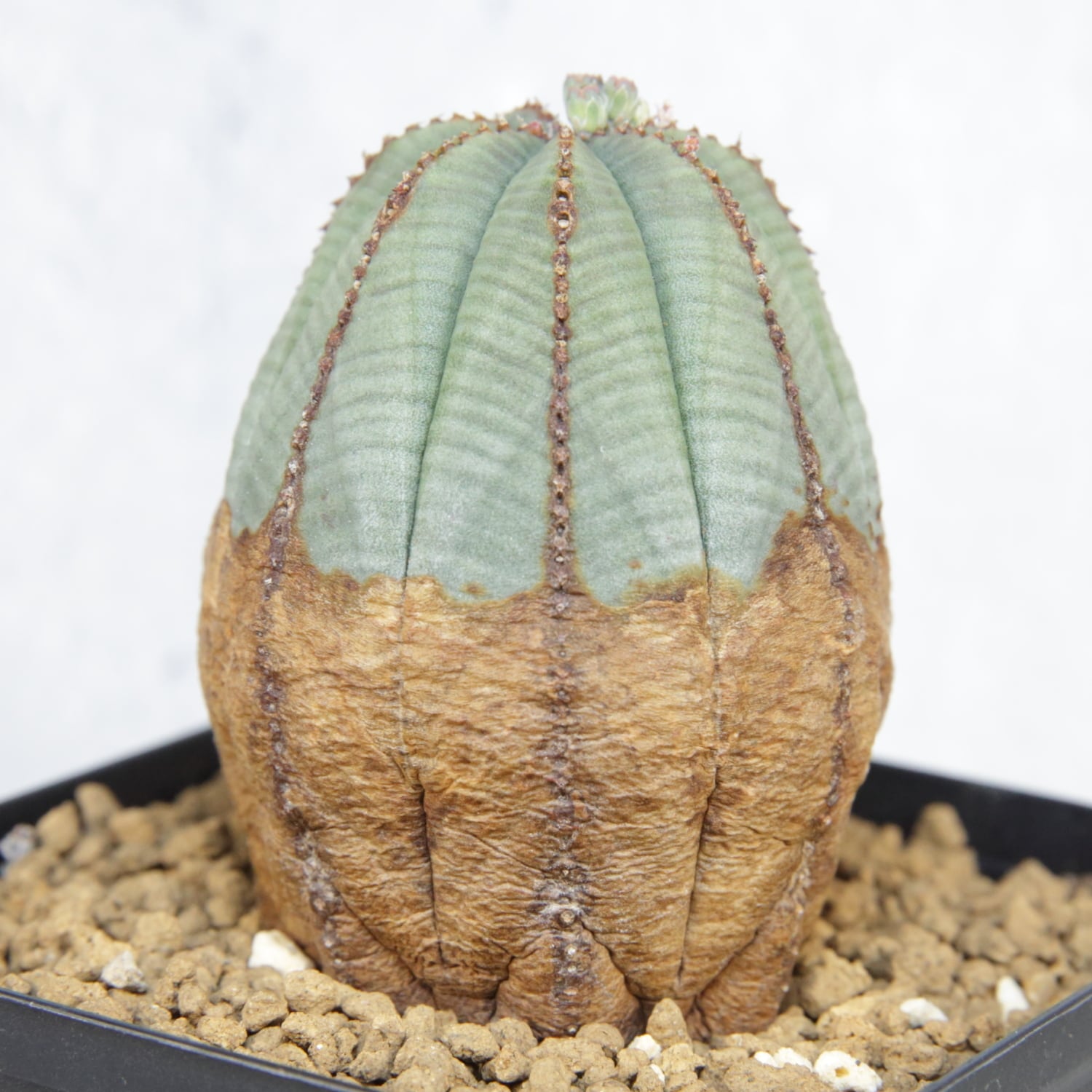 メス株 美模様 木質化 たまご型 オベサ / 良型 ユーフォルビア