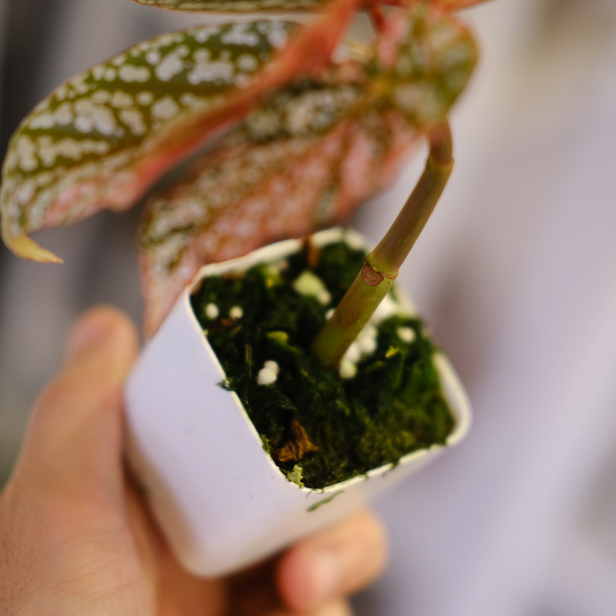 Begonia Snow Capped Variegata｜ベゴニア スノーキャップド 斑入り