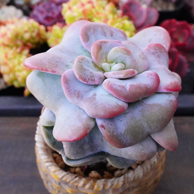 ※再入荷※【ハートソング】葉がハート型　韓国多肉　かわいい　おすすめ