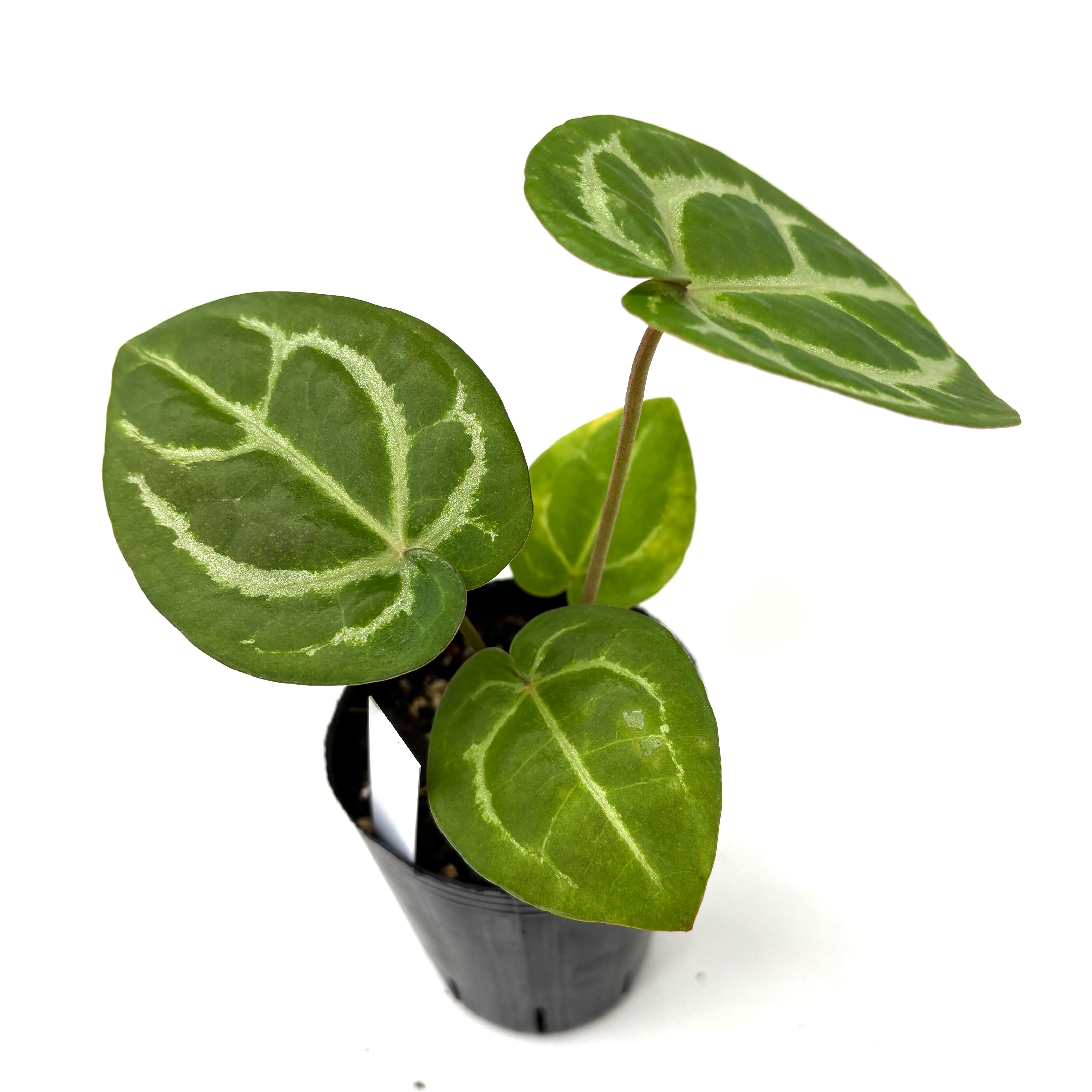 【今週末まで】アンスリウム　ミシェル×ザラF3 アンスリウム ミシェル×ザラ F3 | GREEN LUCK