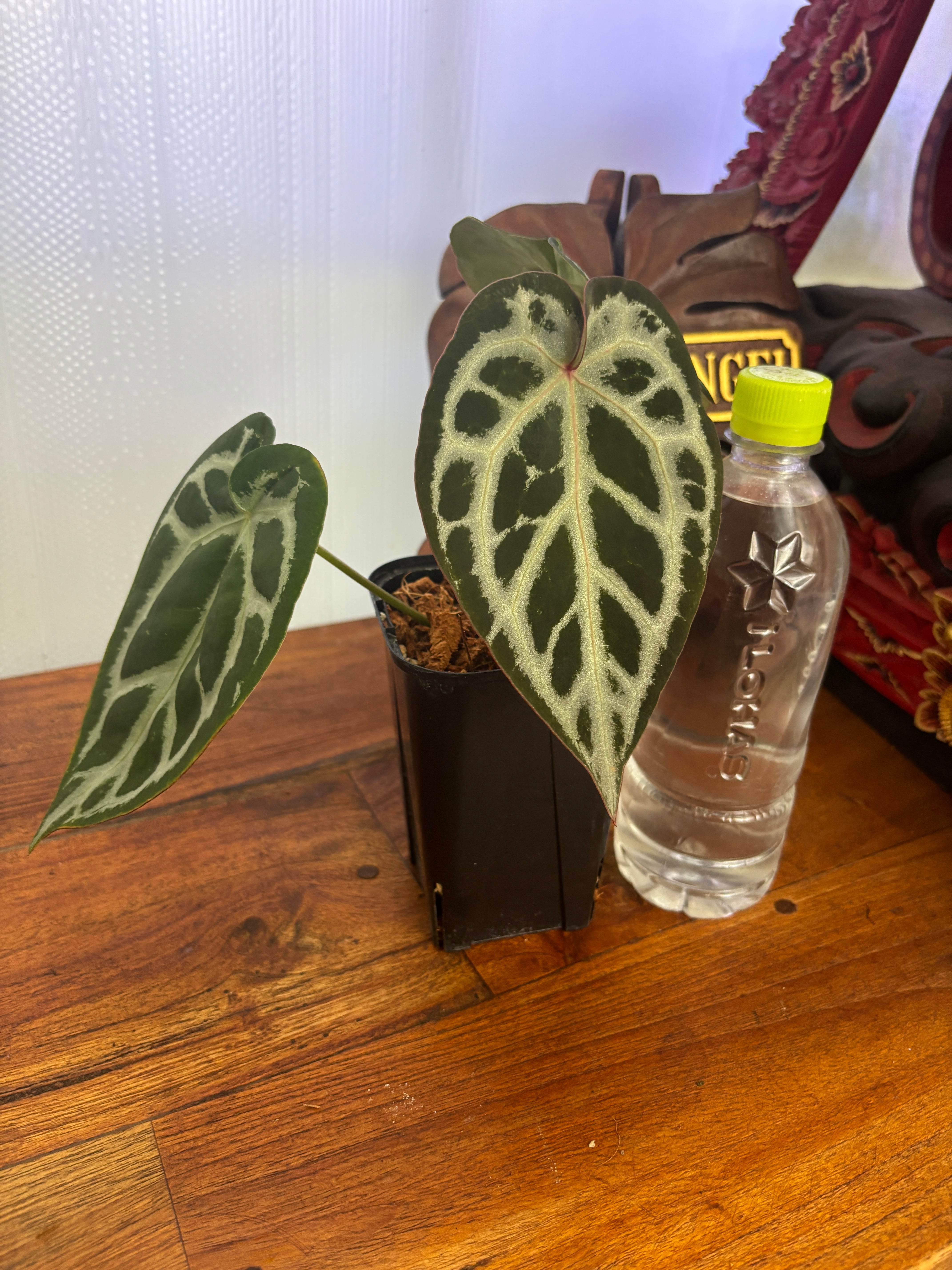 Anthurium | BALI-AN 園芸