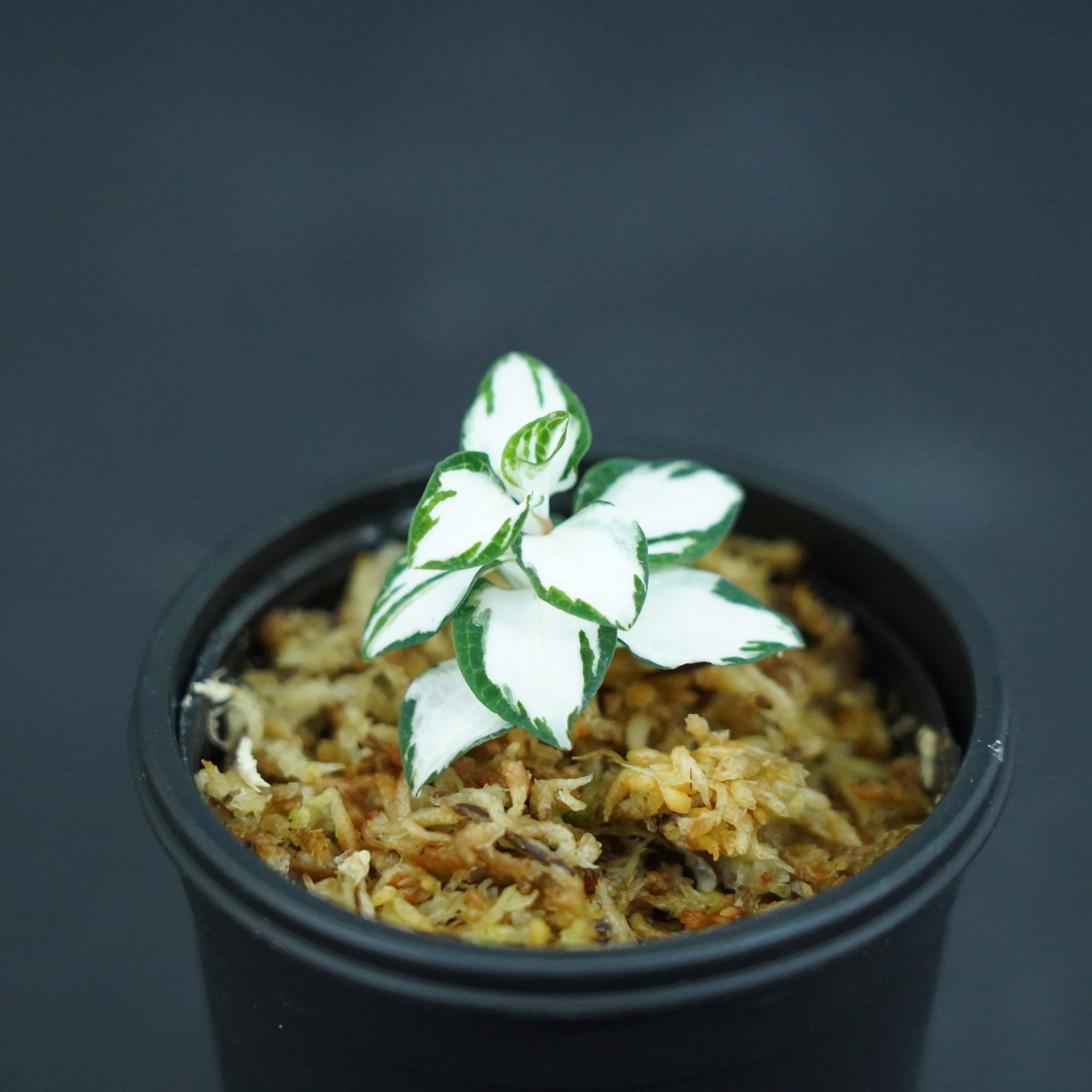 ◇現品◇ミクロキルス トリダックス（緑）【ジュエルオーキッド宝石蘭