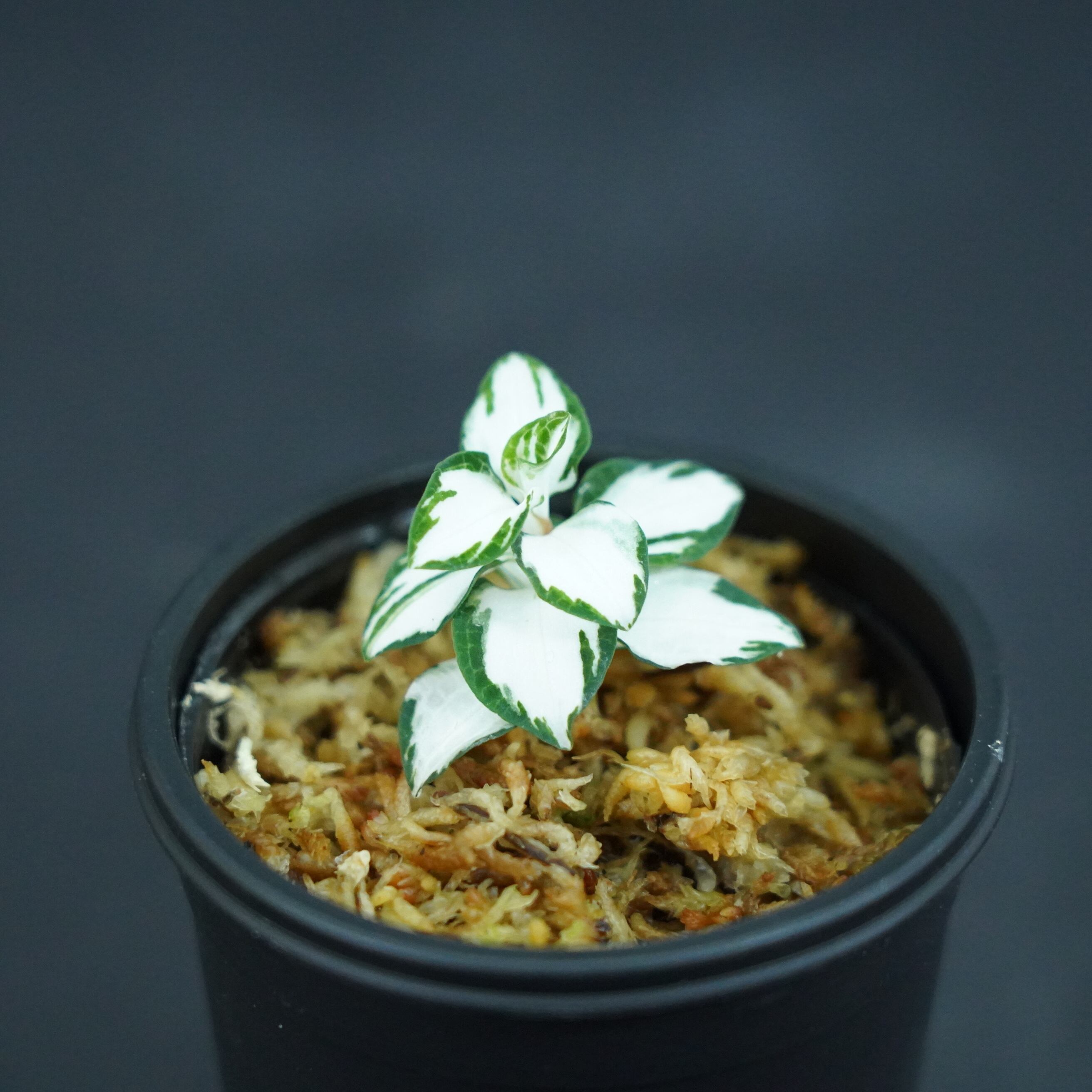 ◆現品◆ミヤマウズラ純白【ジュエルオーキッド宝石蘭/石崎バイオ】#659