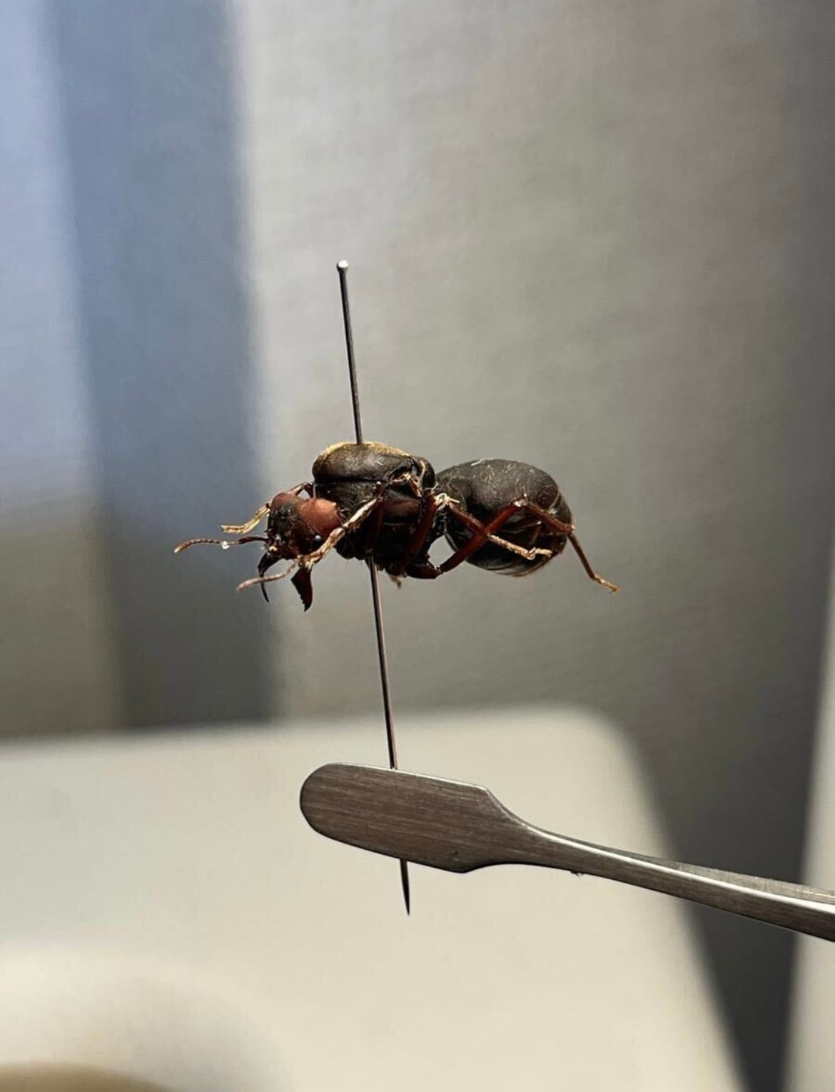 伝説ノ蝉】フウセンゼミ ハラブトゼミ Cystosoma saundersii 昆虫標本