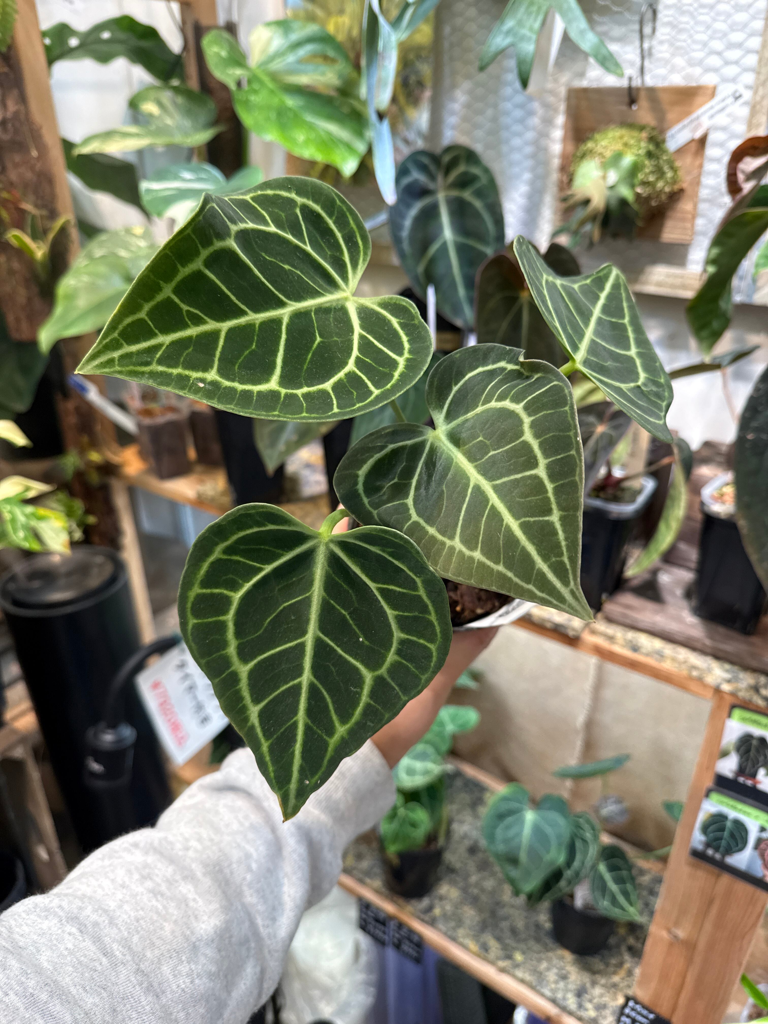 希少 モンステラ D. 'mint siam' | Gardenえん 【観葉熱帯植物】