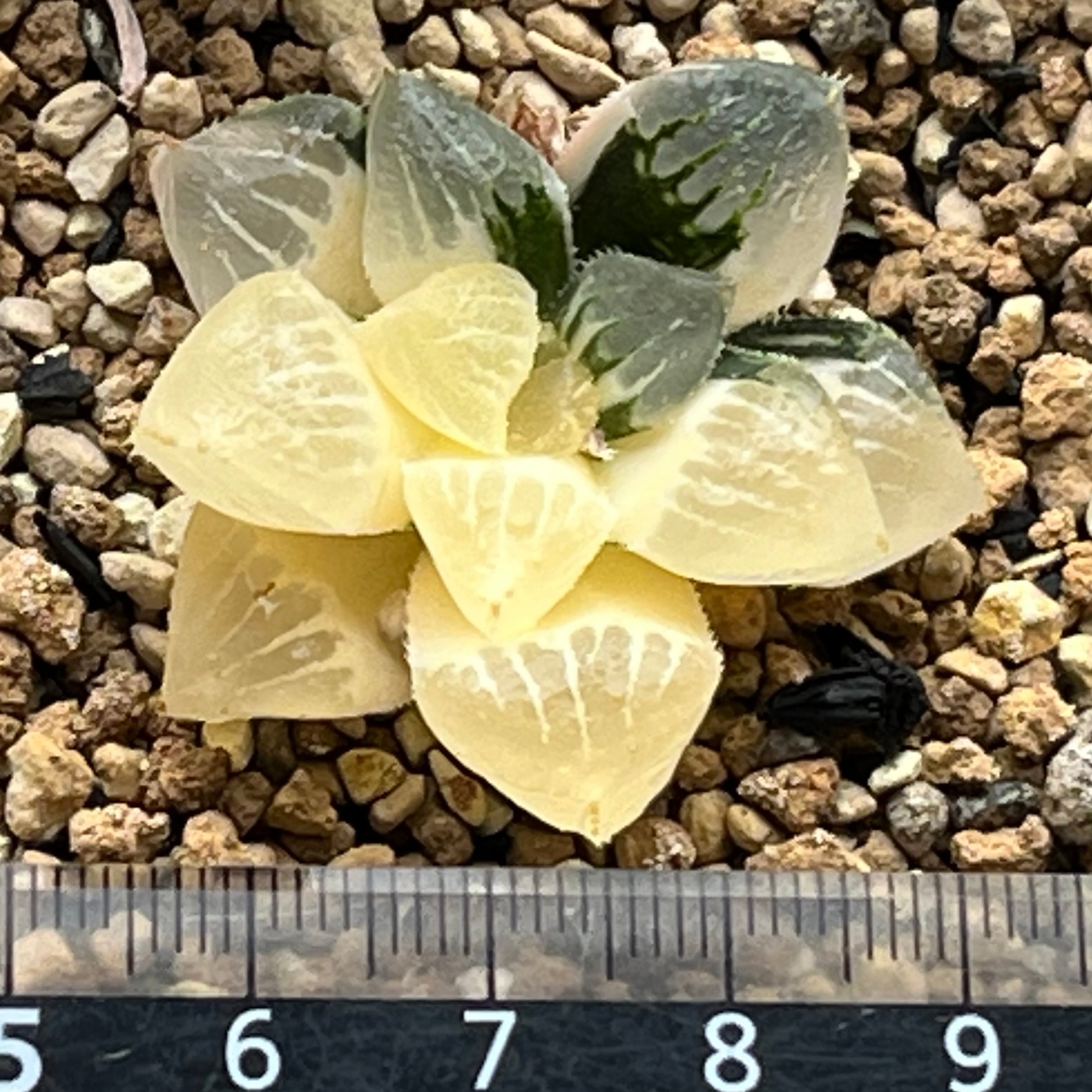 ハオルチア ジェリーフィッシュ錦 ハオルチア ジェリーフィッシュ錦 | mocono_plants