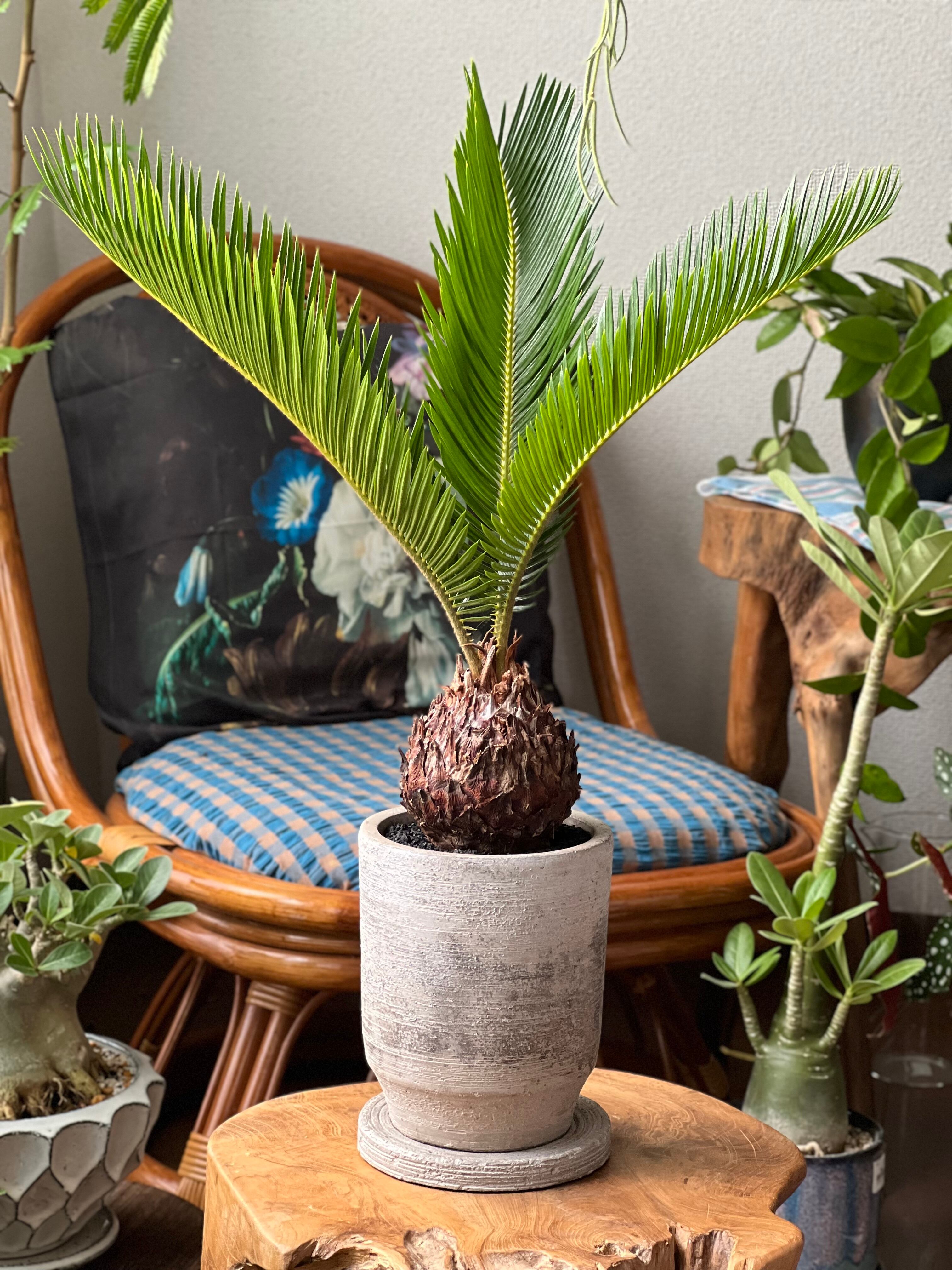 狂鉢&アデニウム セット 狂鉢&アデニウム セット