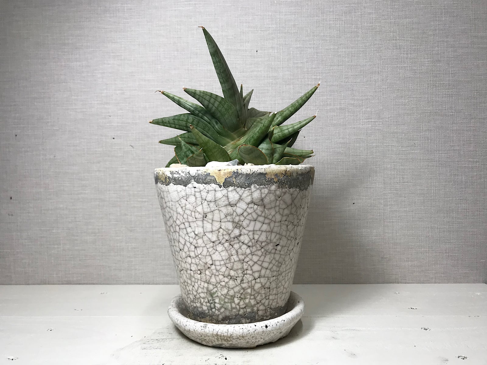 サンスベリア フランシスコ