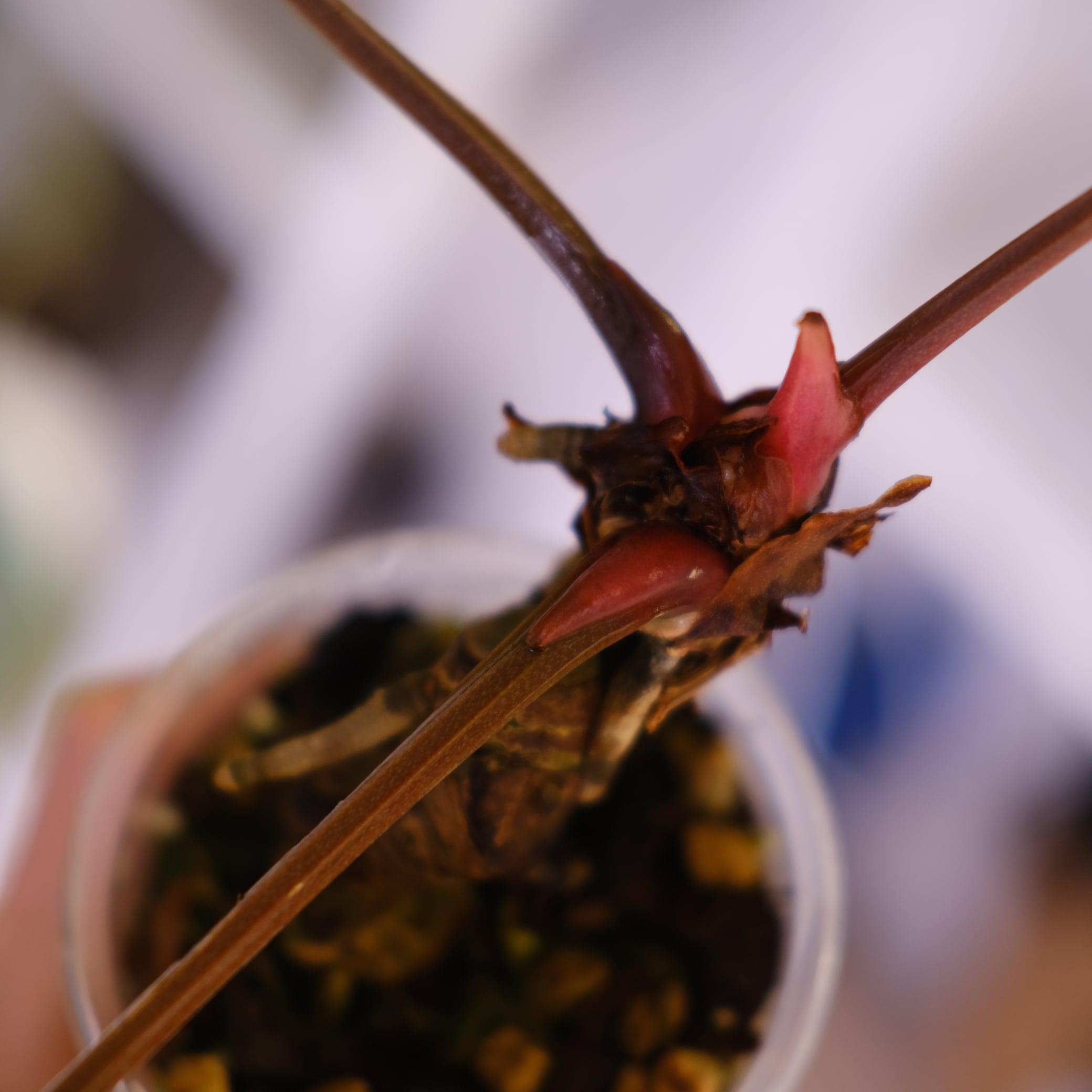 Anthurium Carlablackiae｜アンスリウム カーラブラッキー│観葉植物