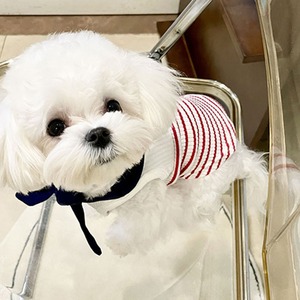 【PET】2色展開ストライプ柄ノースリーブニットベスト