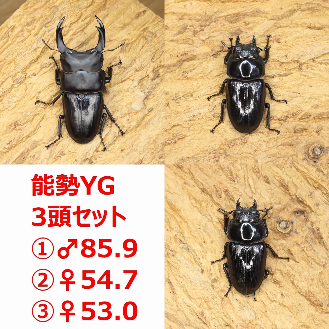 ROCKET SHOP【オオクワガタ販売】