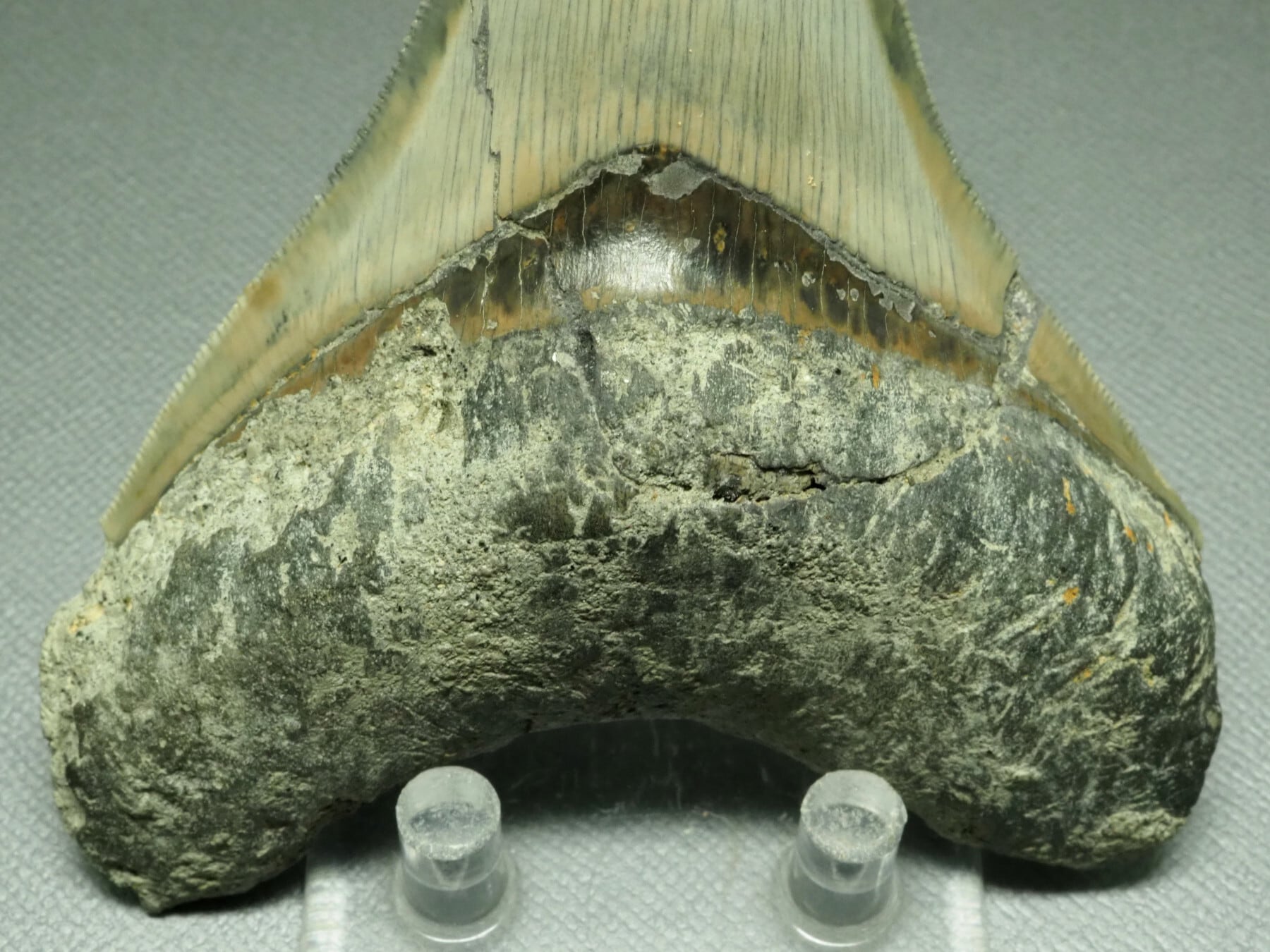 人気のブラック！メガロドンの歯【Carcharocles megalodon】【107mm