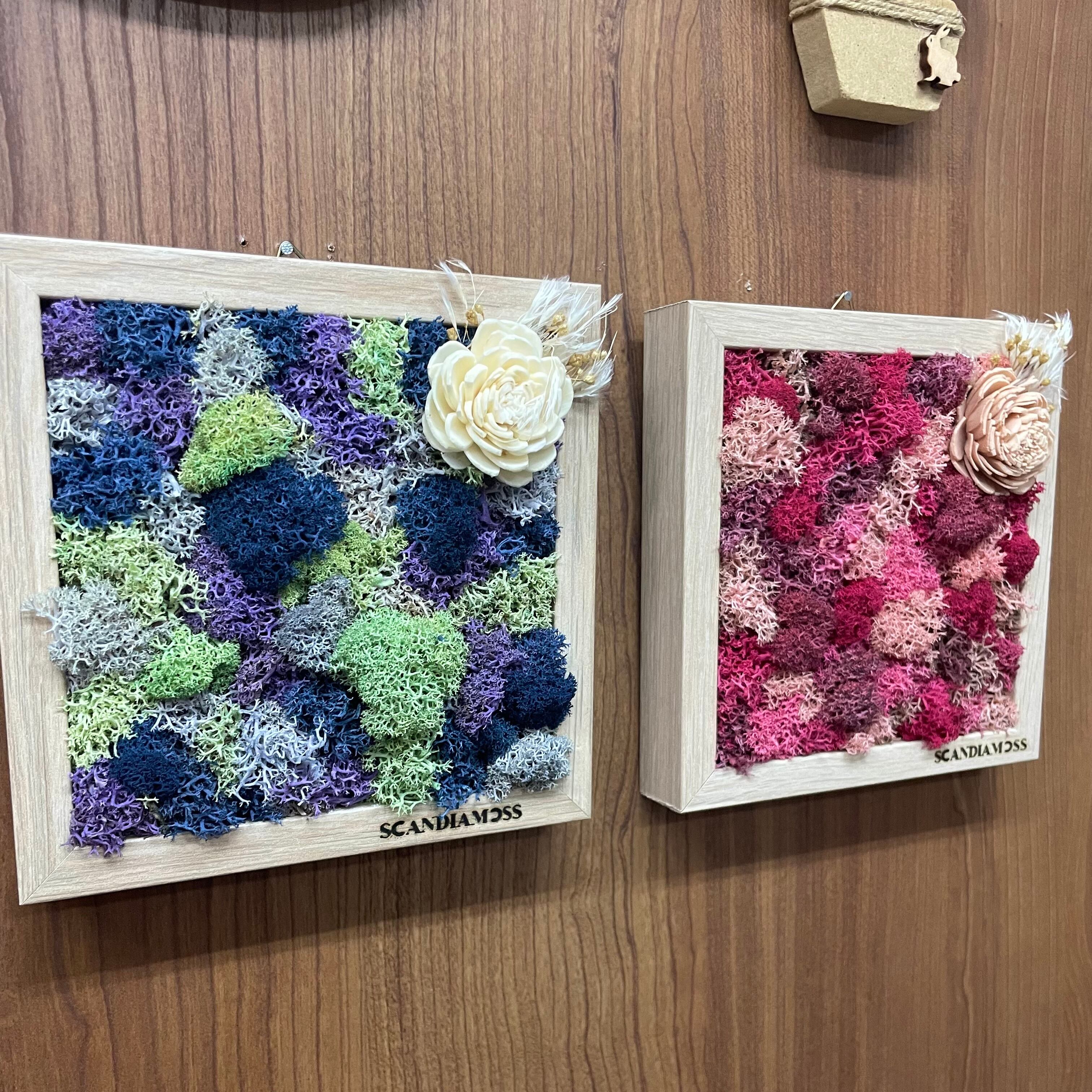 壁掛けモスアレンジ ピンク系 ドライフラワー スカンディアモス