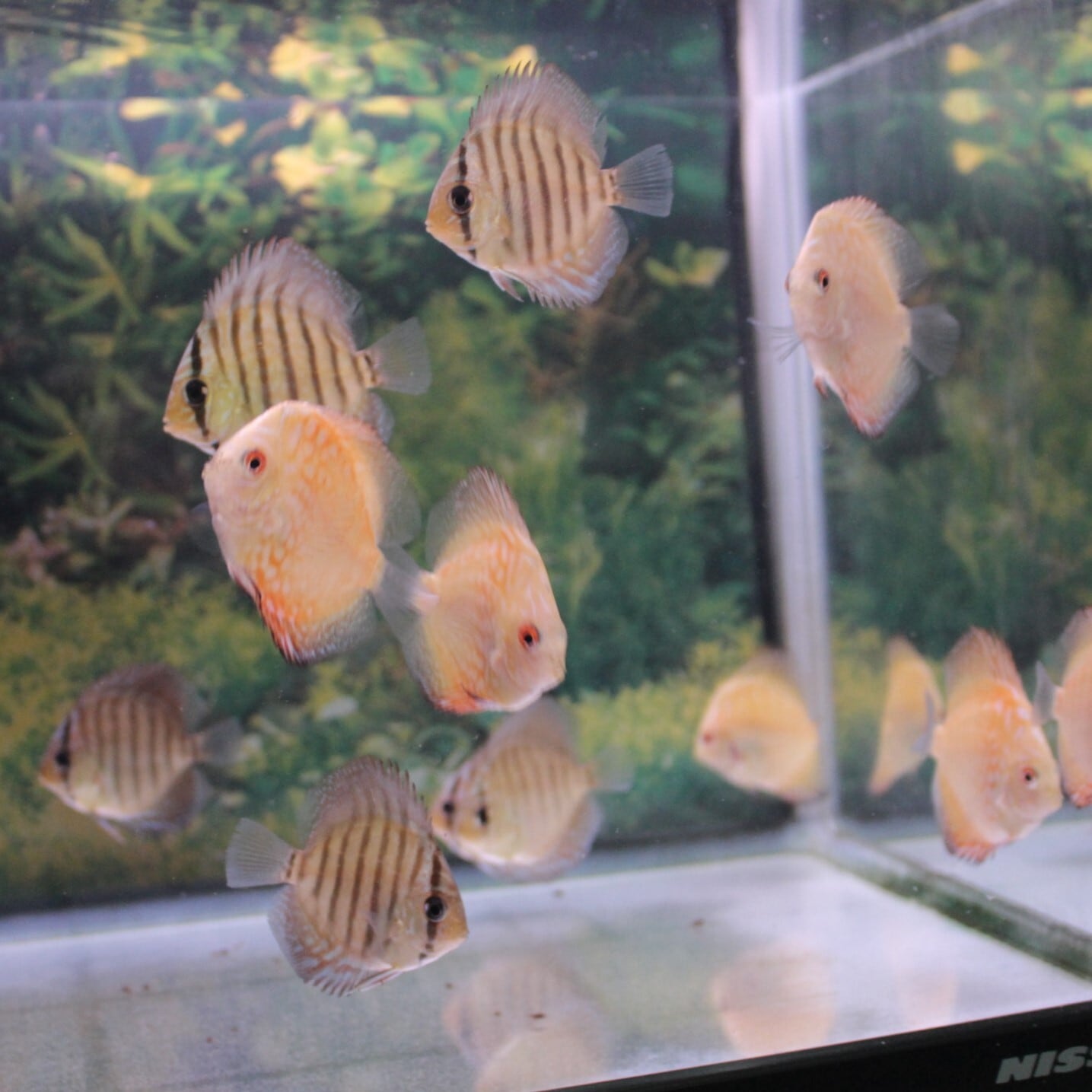 Bleher's Discus １・2巻セット　ディスカス Bleher's Discus, Volumi 1-2 - BAP