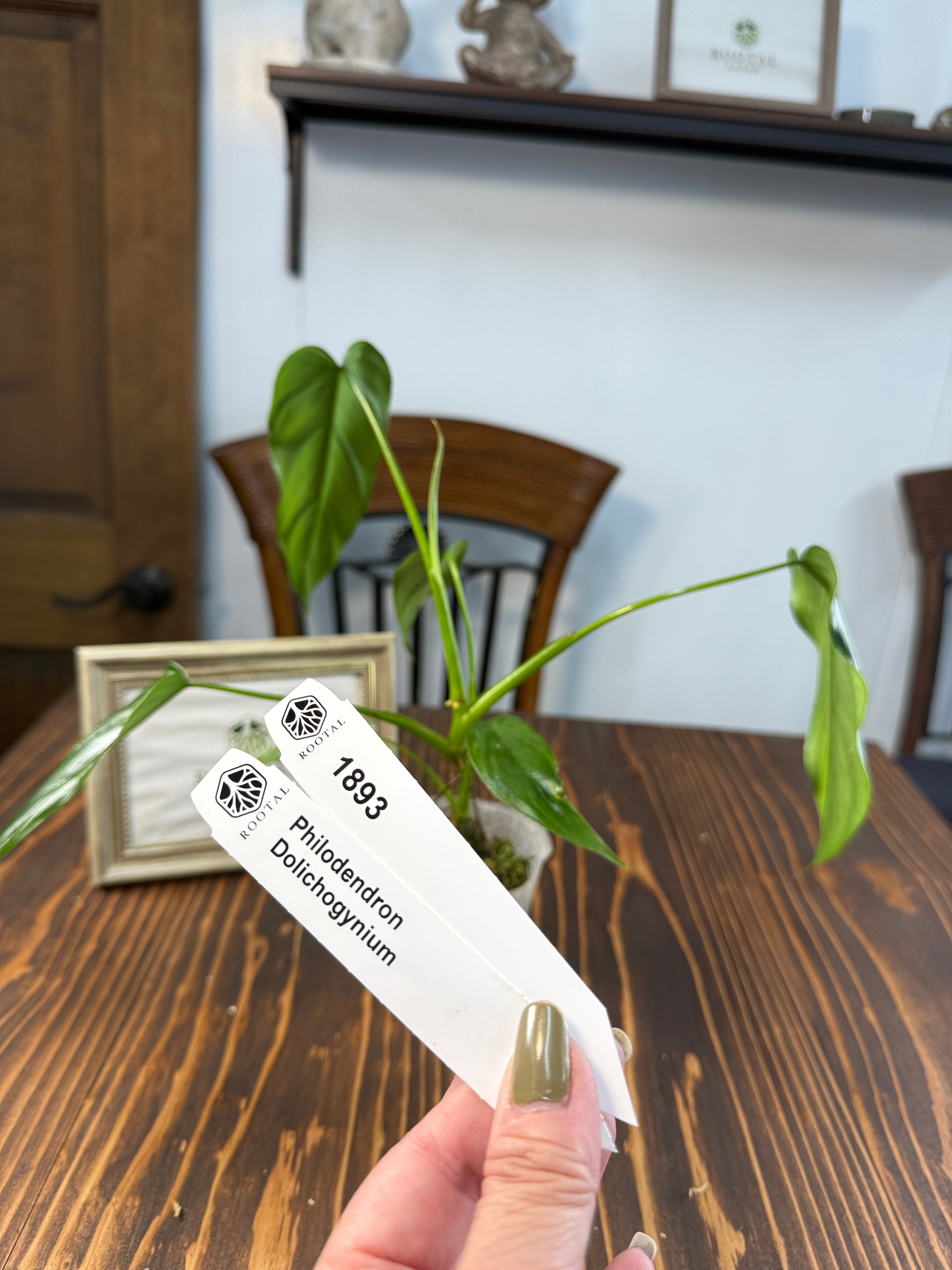 ★1893【細葉の気品】フィロデンドロン ドリコジニウム (8cm口径ポット)