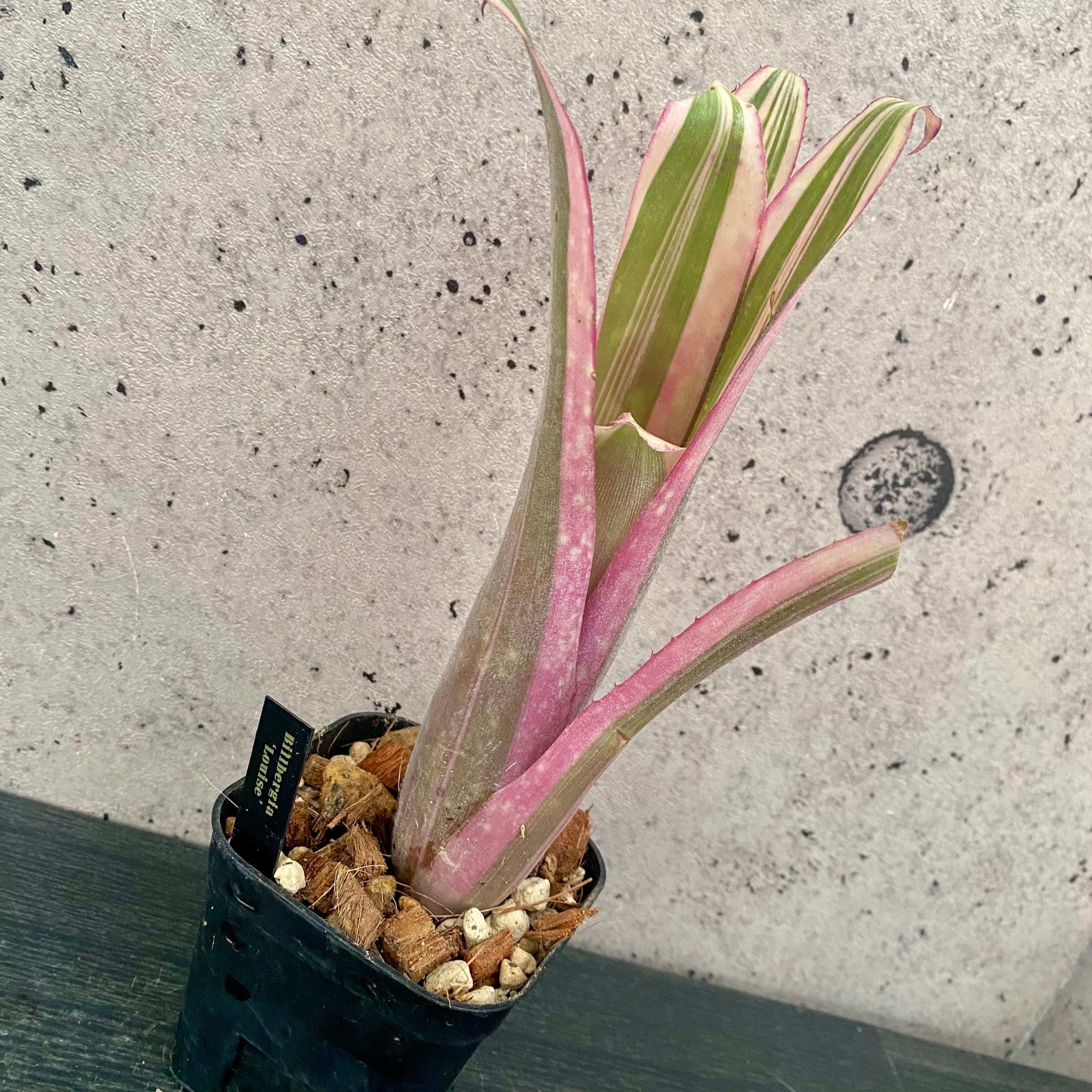 【おまとめ美品】タンクブロメリア5種セット タンクブロメリア | Planet Plants プラネットプランツ