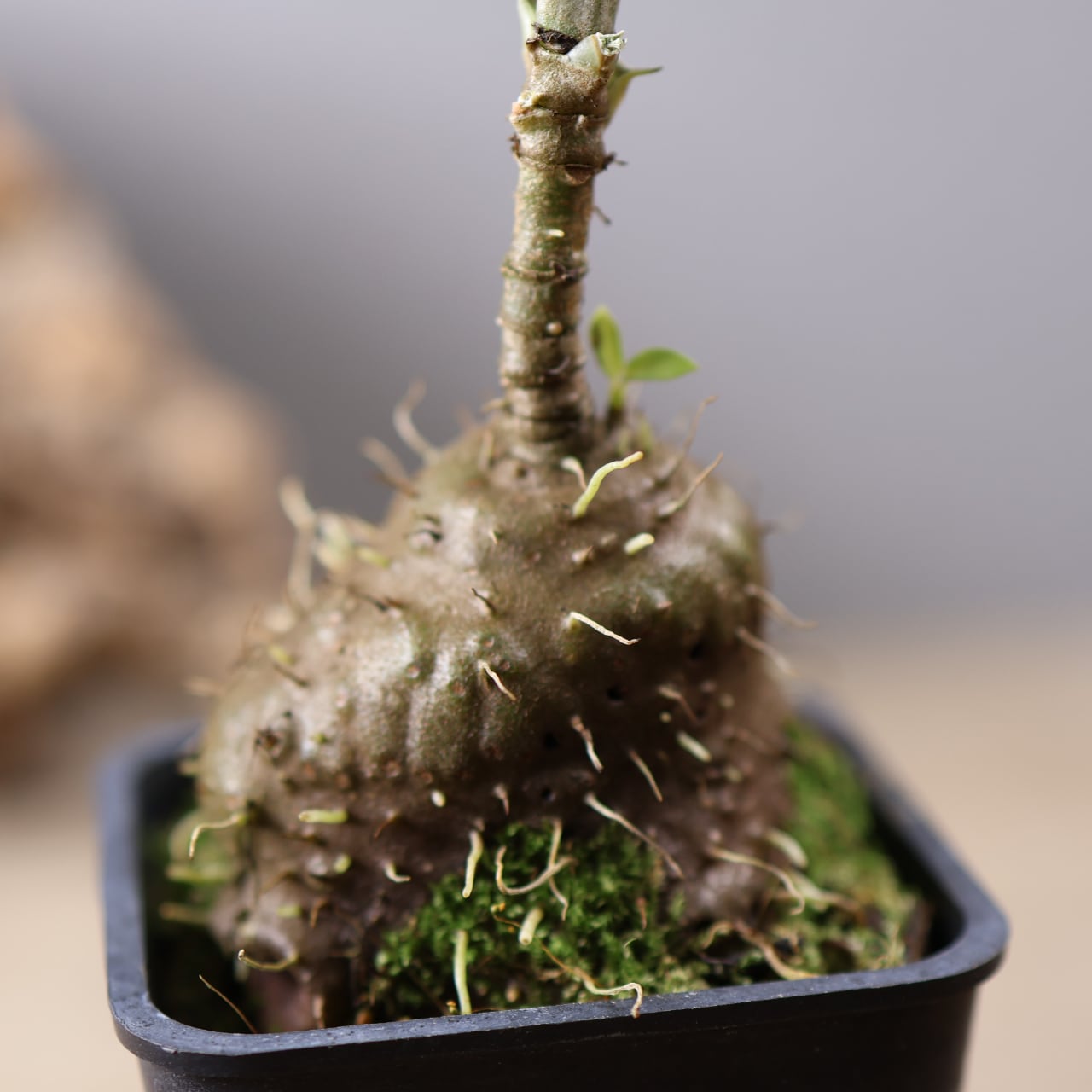 202 『アリ植物 アンソリザ・ブラクテオサ Anthorrhiza bracteosa