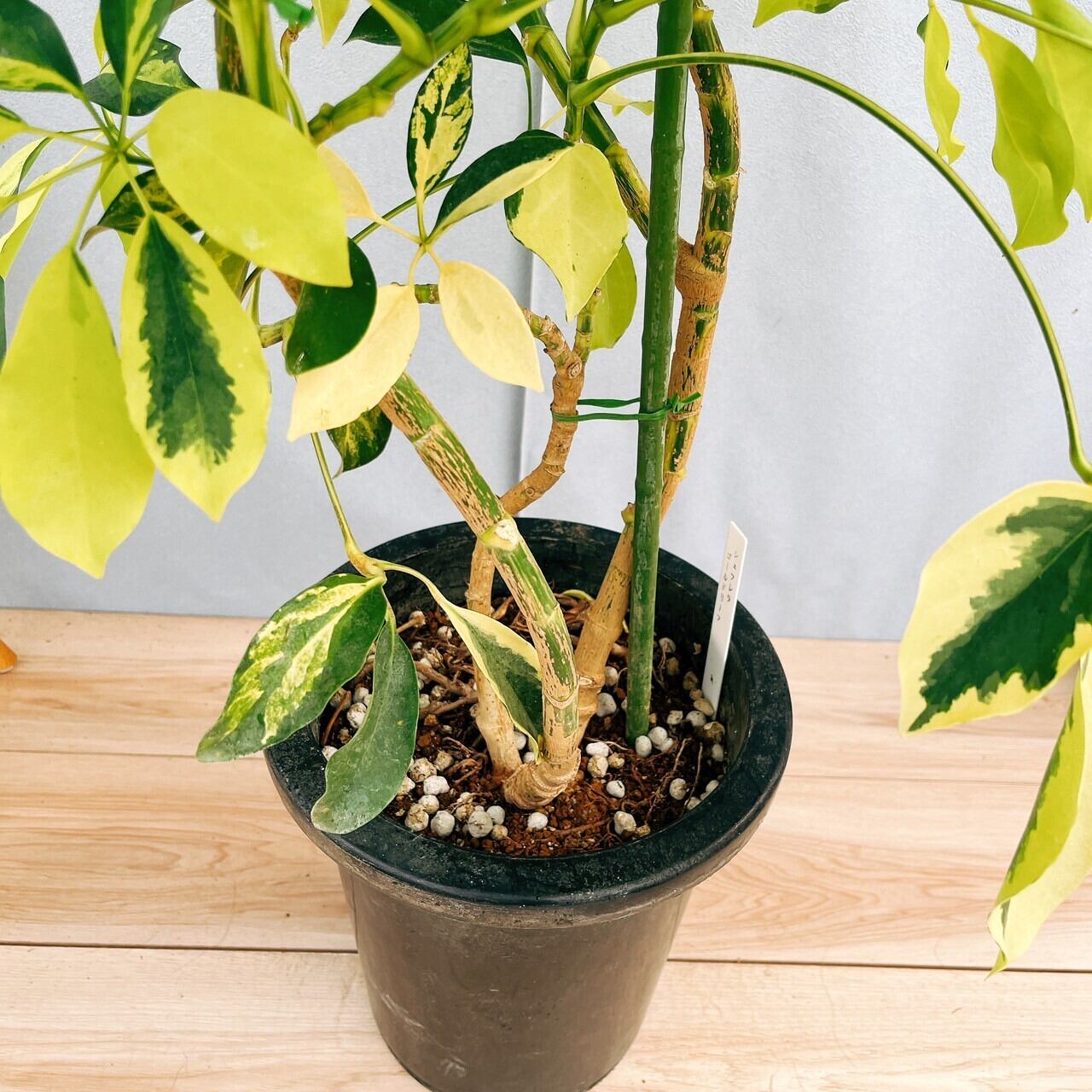 現品］【希少】1番 シェフレラ ゴールドリーフ 8号 観葉植物 室内 レア