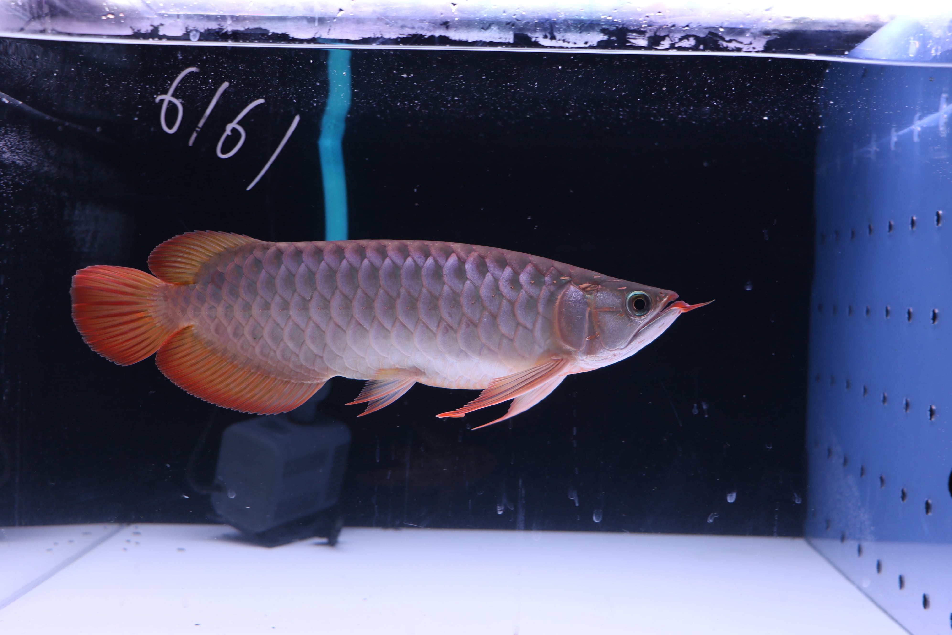 アロワナ(紅龍) | アロワナ等の大型魚・熱帯魚のオンライン販売店