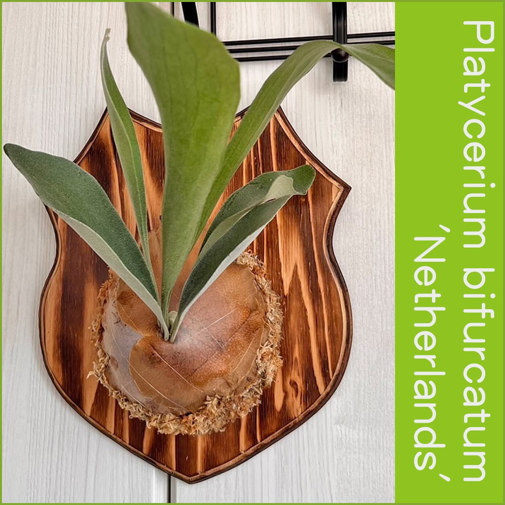 特大ビカクシダ ネザーランド板付 コウモリラン ビカクシダ（コウモリ