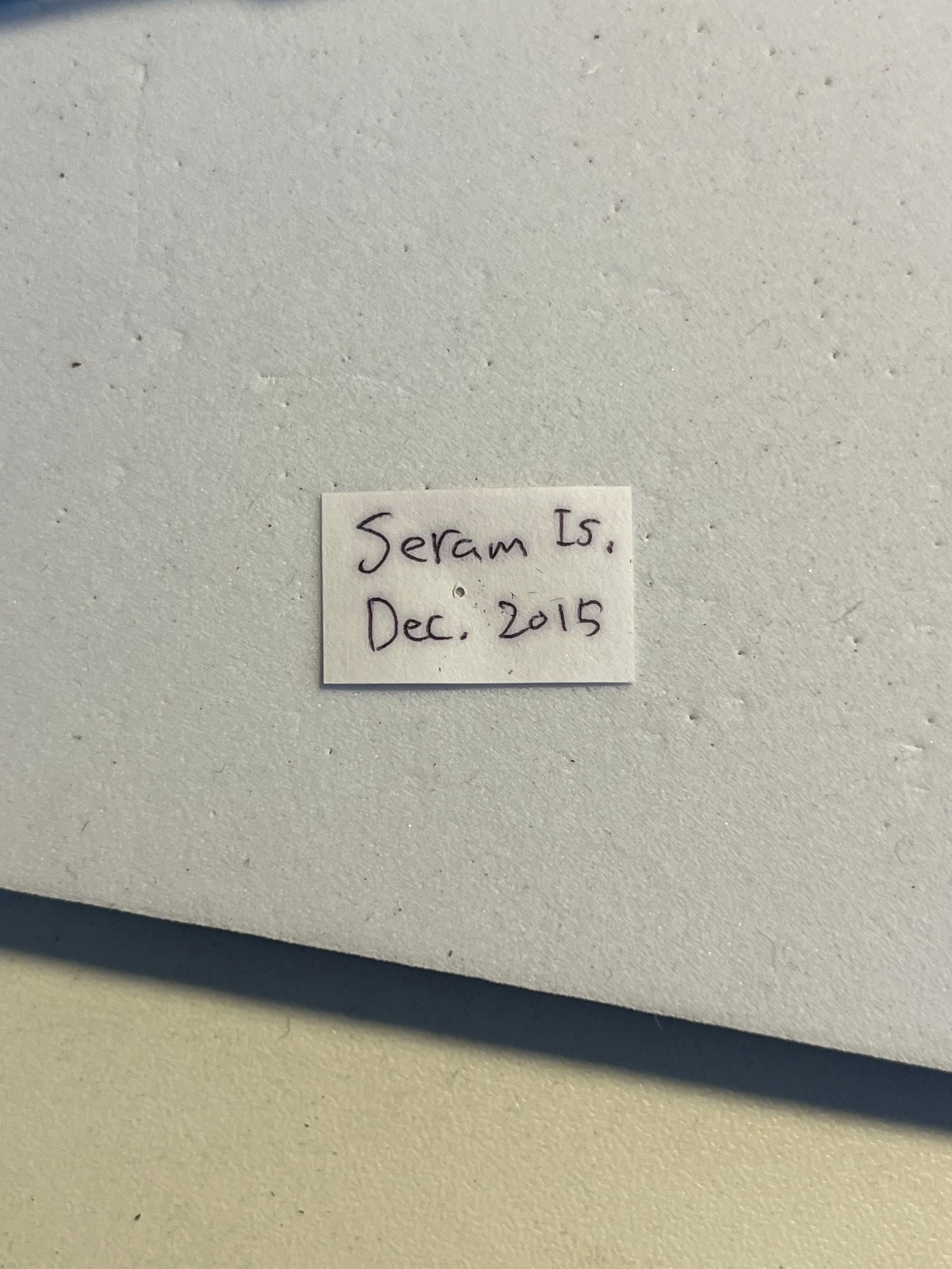 蝶最大級】ゴライアストリバネアゲハ 外国産蝶標本 蝶 標本 メガネ