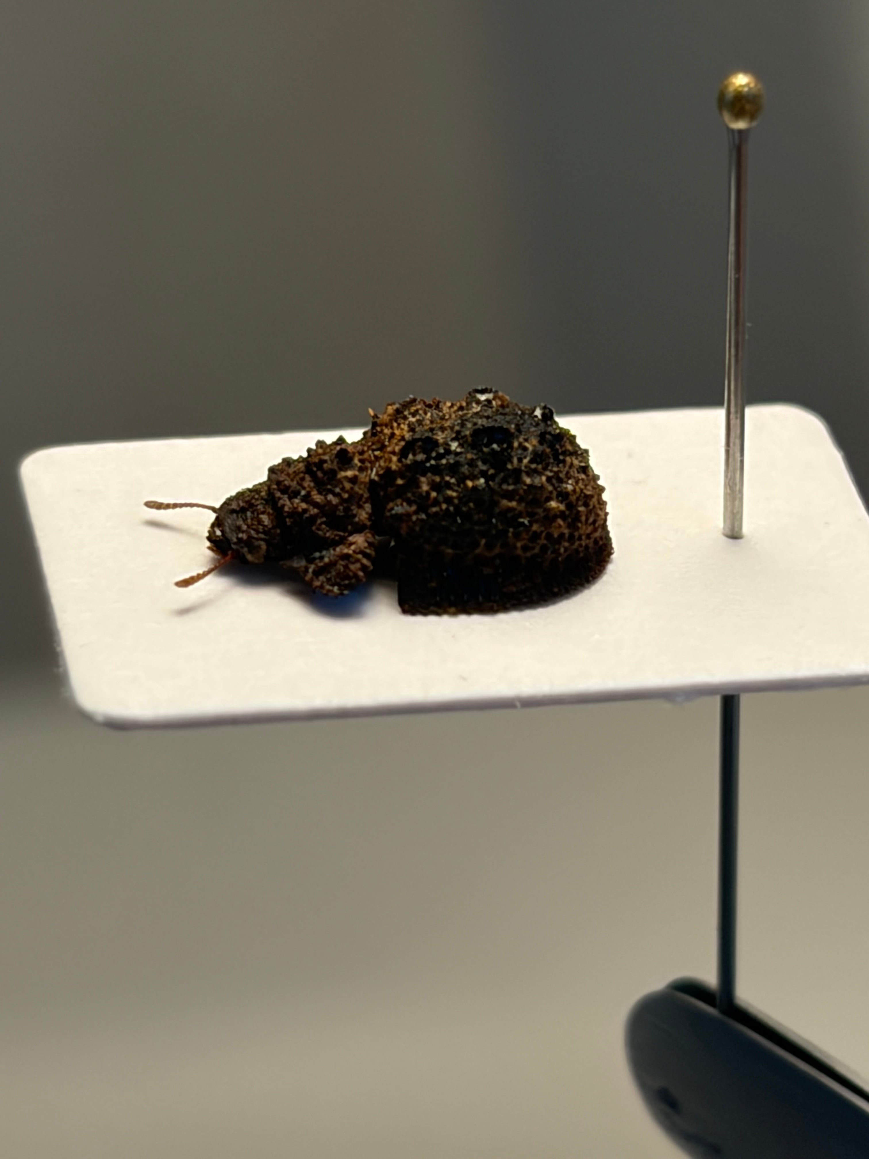 塗壁感のあるライチオオカメムシに酷似のカメムシ 標カミキリタマムシ