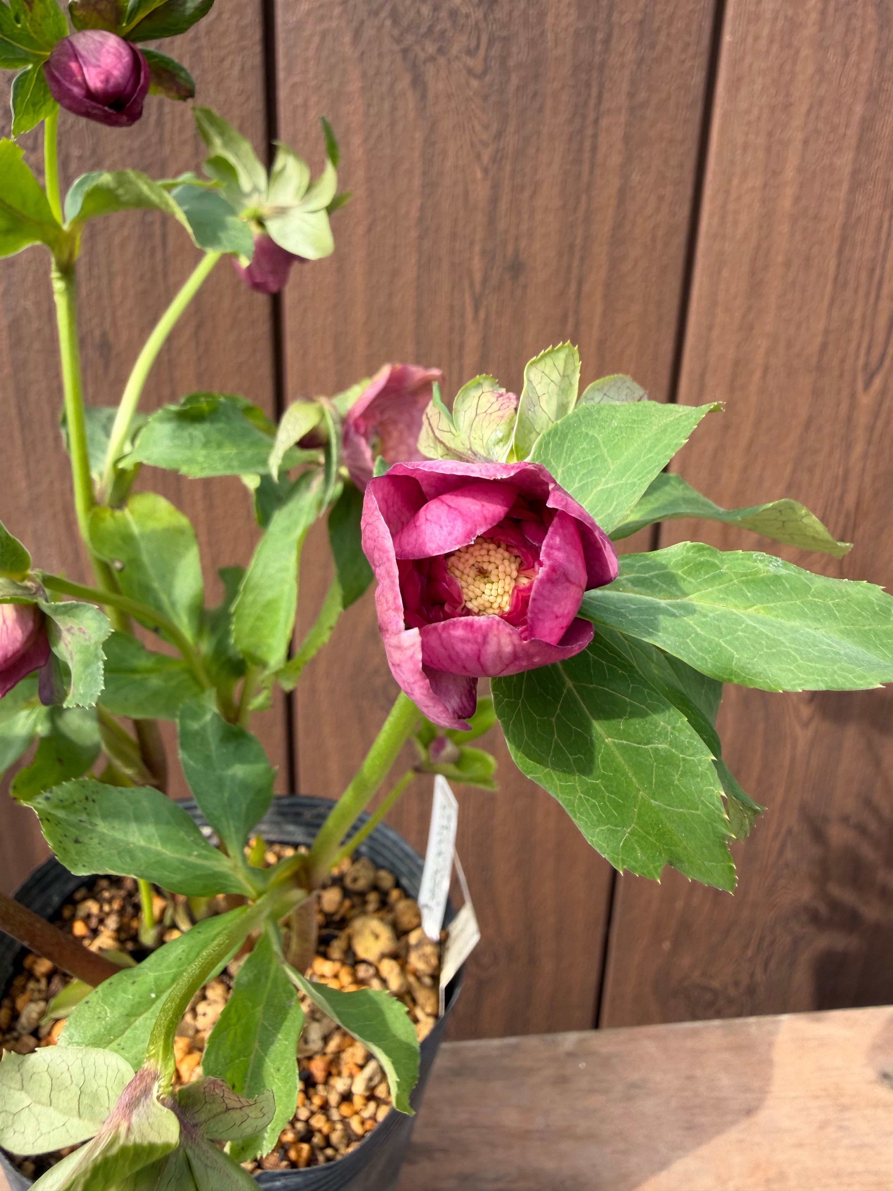 ピンクアフロディーテ 加藤農園 クリスマスローズ【Ka15】送料無料