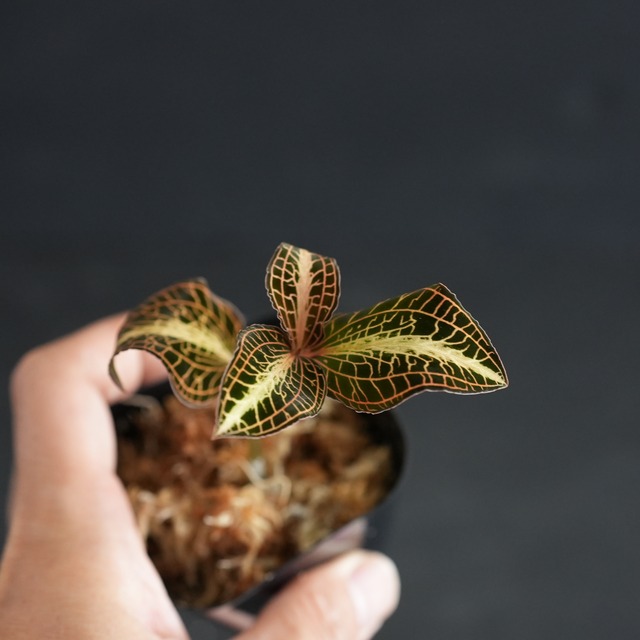 ◆現品◆Anoectochilus cf. albolineatus 'Golden Heart'【ジュエルオーキッド宝石蘭／TheGAKI】#883