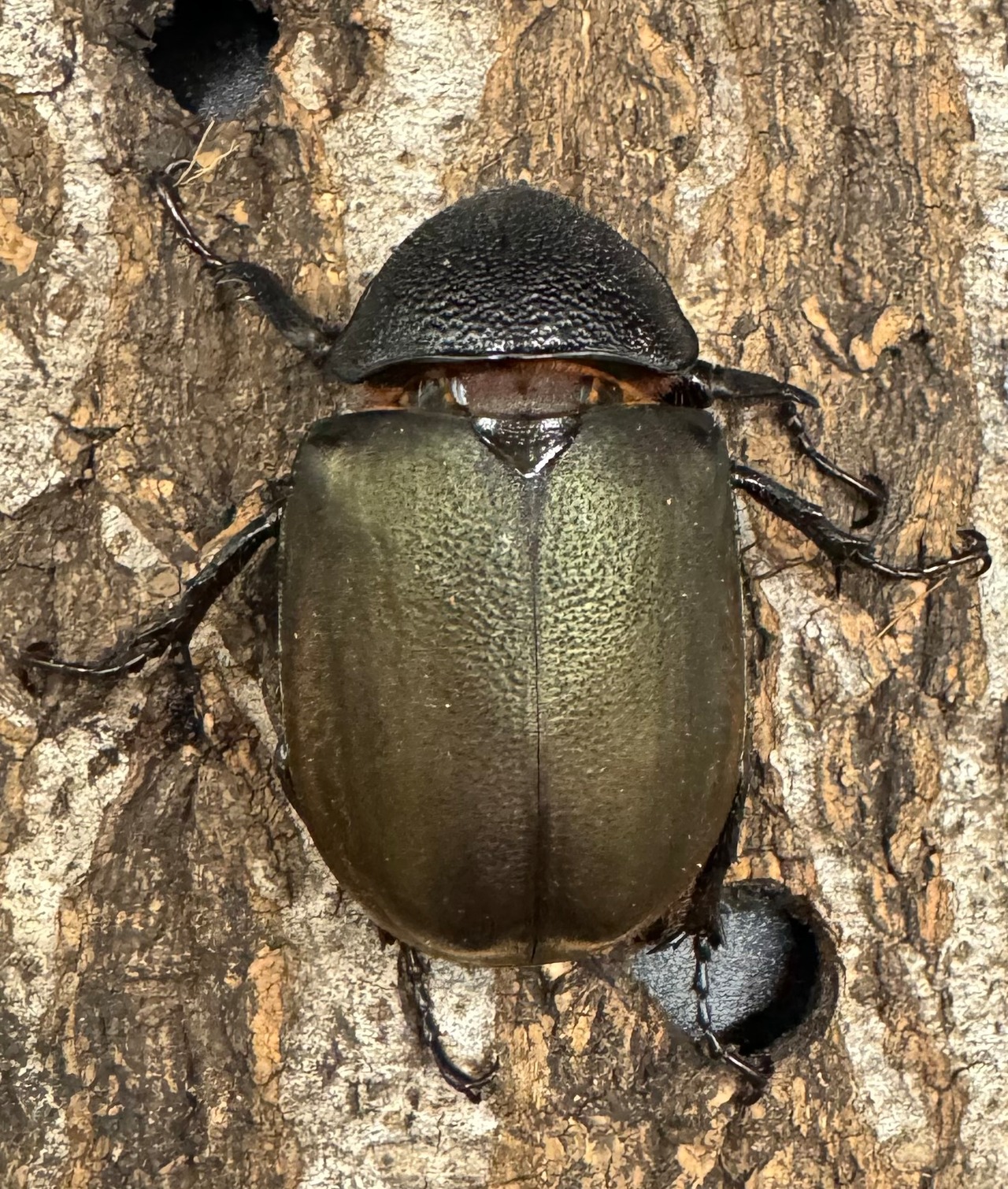 【WD】《スマトラコーカサスオオカブト 100mm ペア》