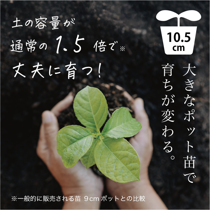 万願寺とうがらしの苗・2株【シシトウ／野菜の苗／無農薬／農薬不使用
