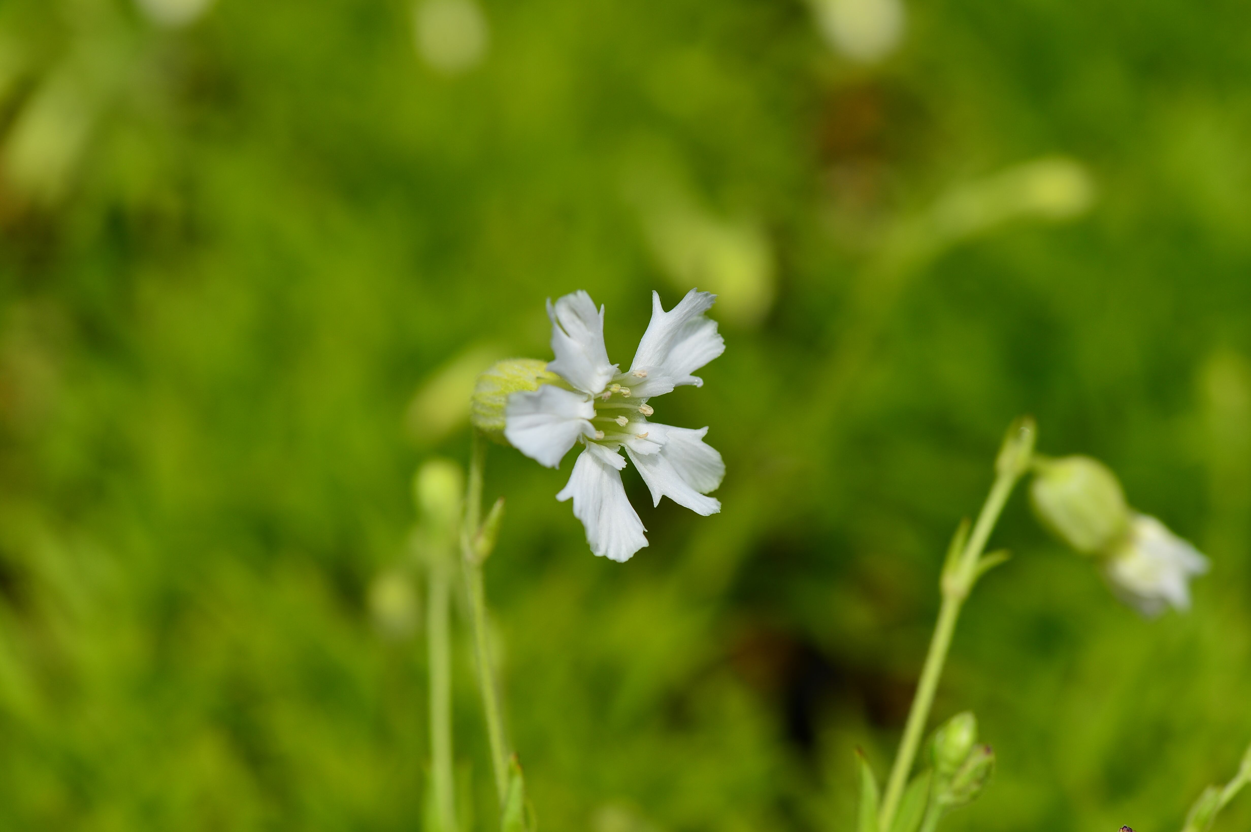 Silene Aomorensis アオモリマンテマ Yatsugatake Flower Power